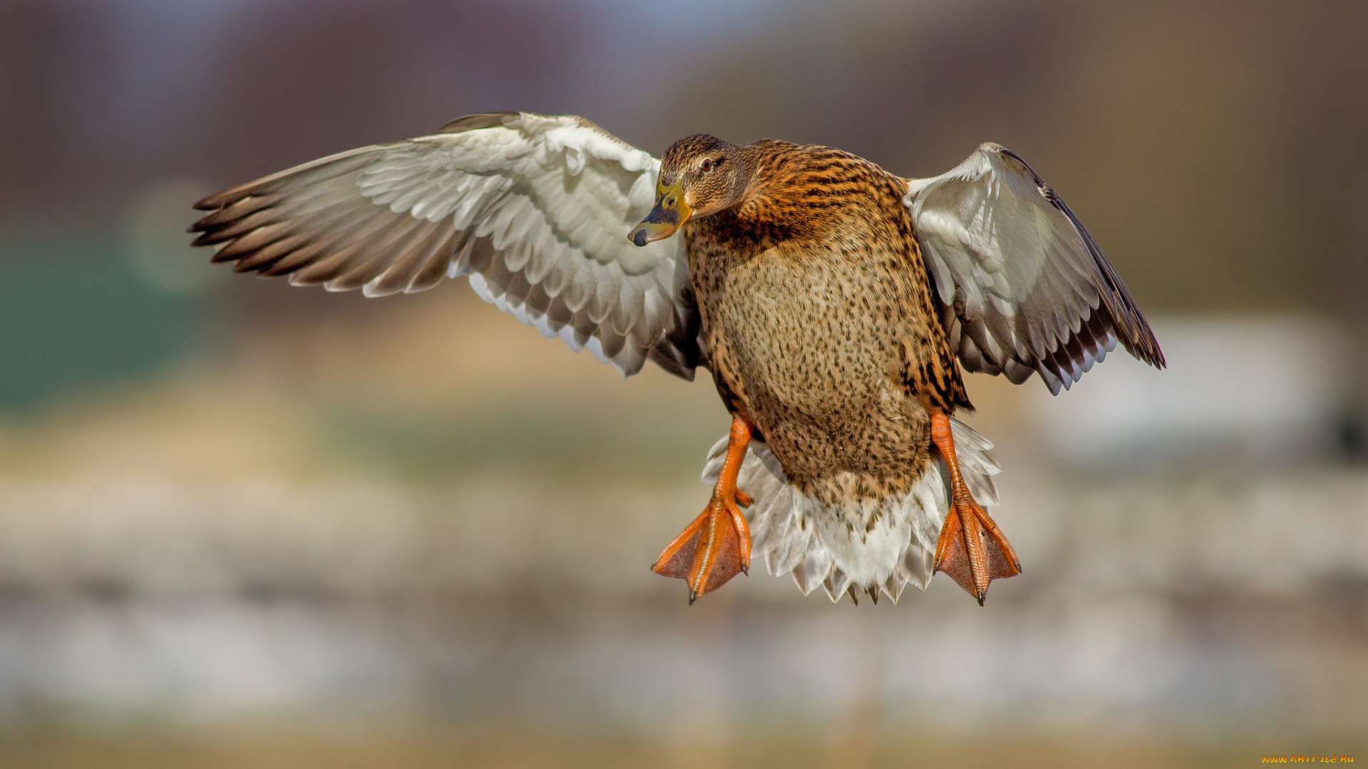 животные, утки, утка