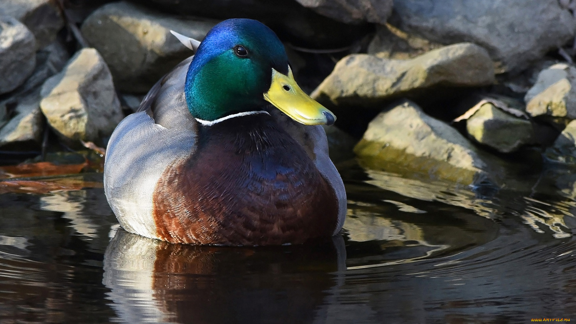 животные, утки, утка, камни, вода