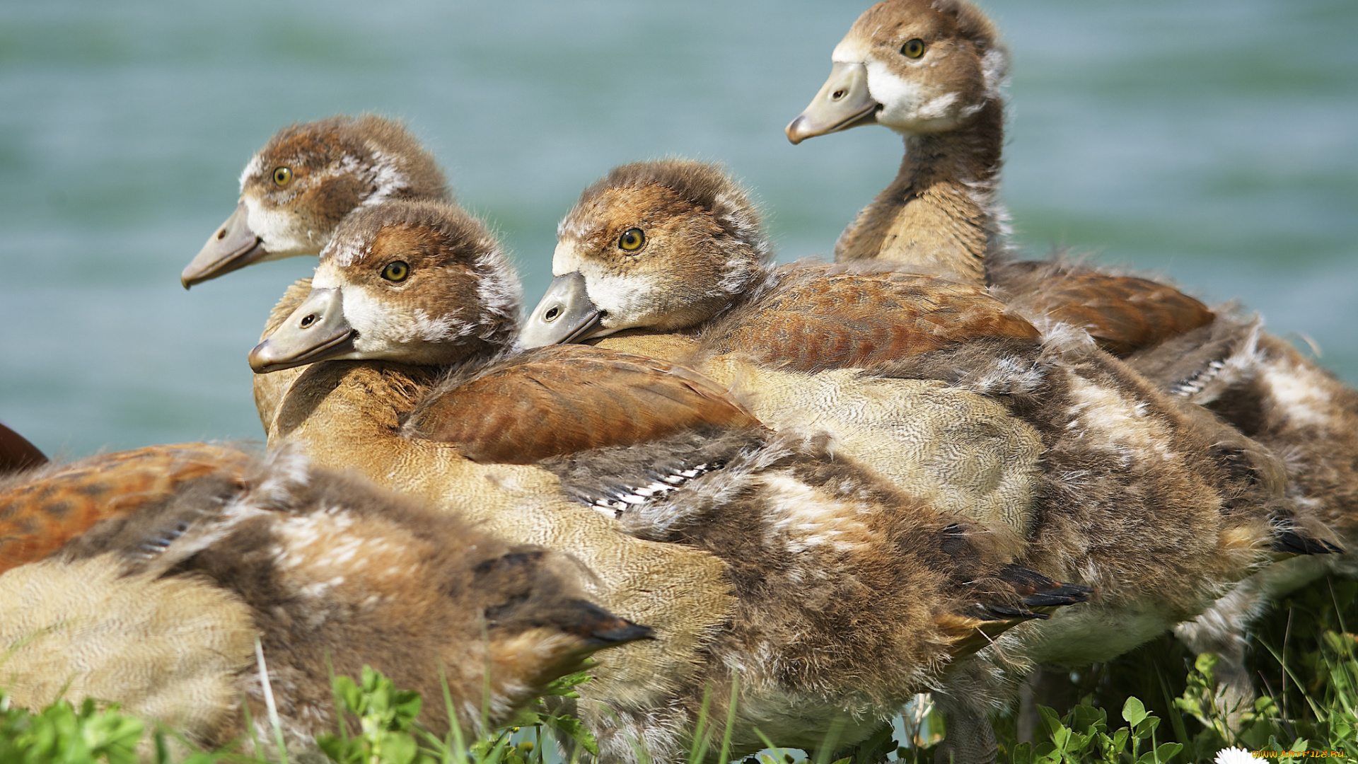 животные, утки, утята, луг, трава, цветы, солнечно