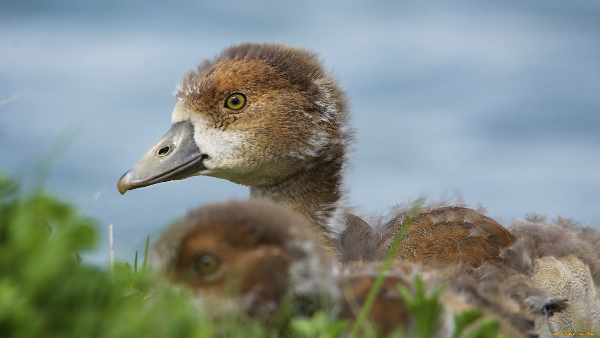 животные, утки, утёнок, луг, трава, цветы, солнечно