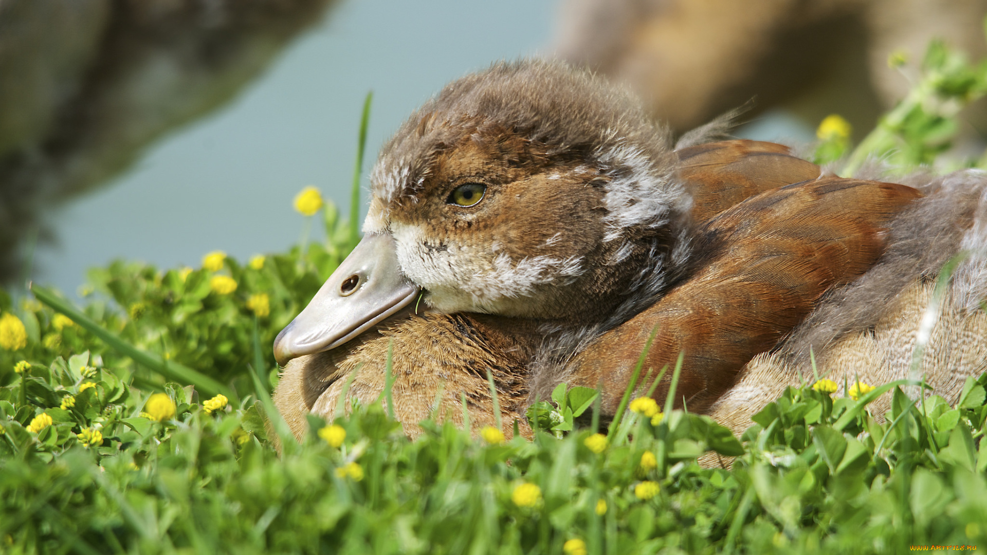 животные, утки, утёнок, луг, трава, цветы, солнечно