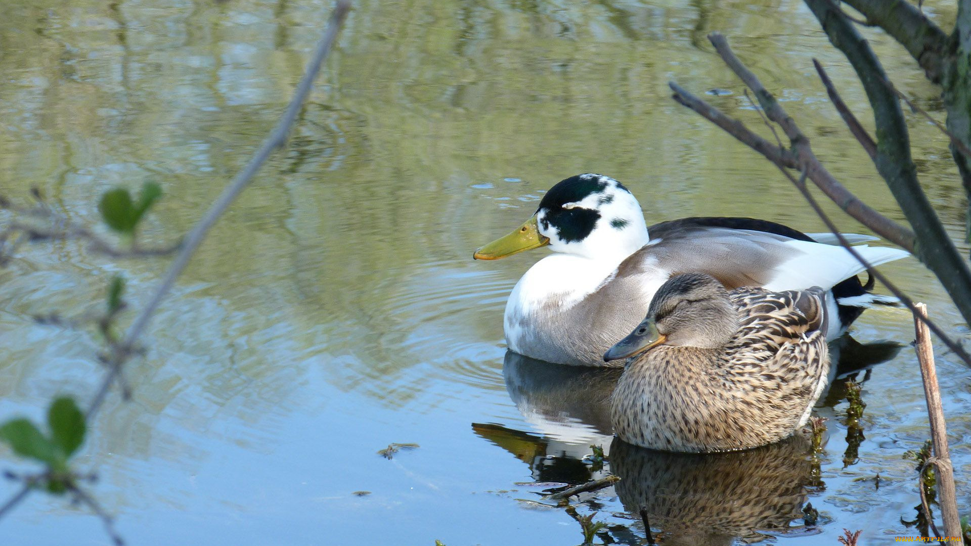животные, утки, вода