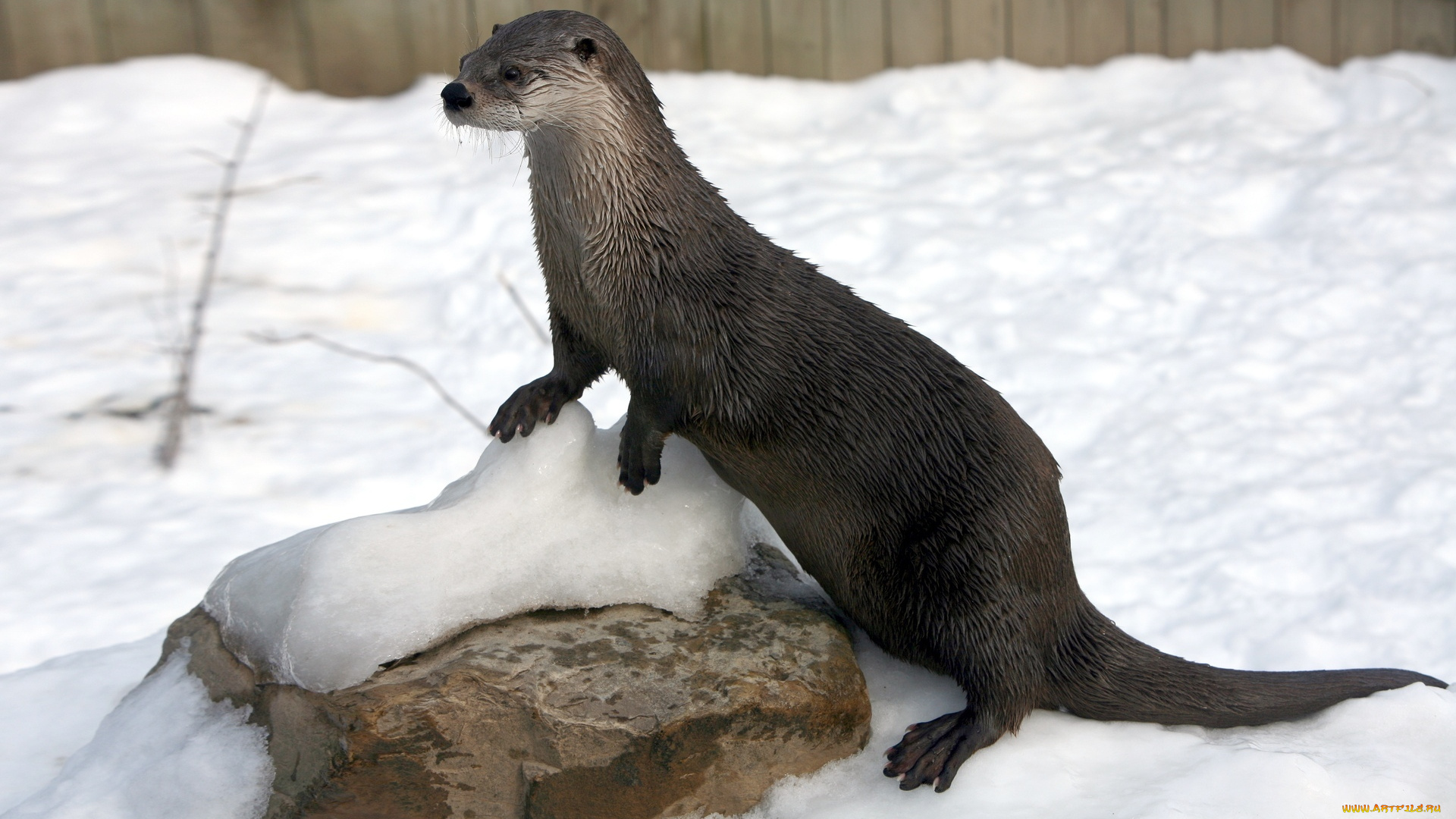 животные, выдры, , каланы, , ондатры, мокрая, камень, снег, выдра