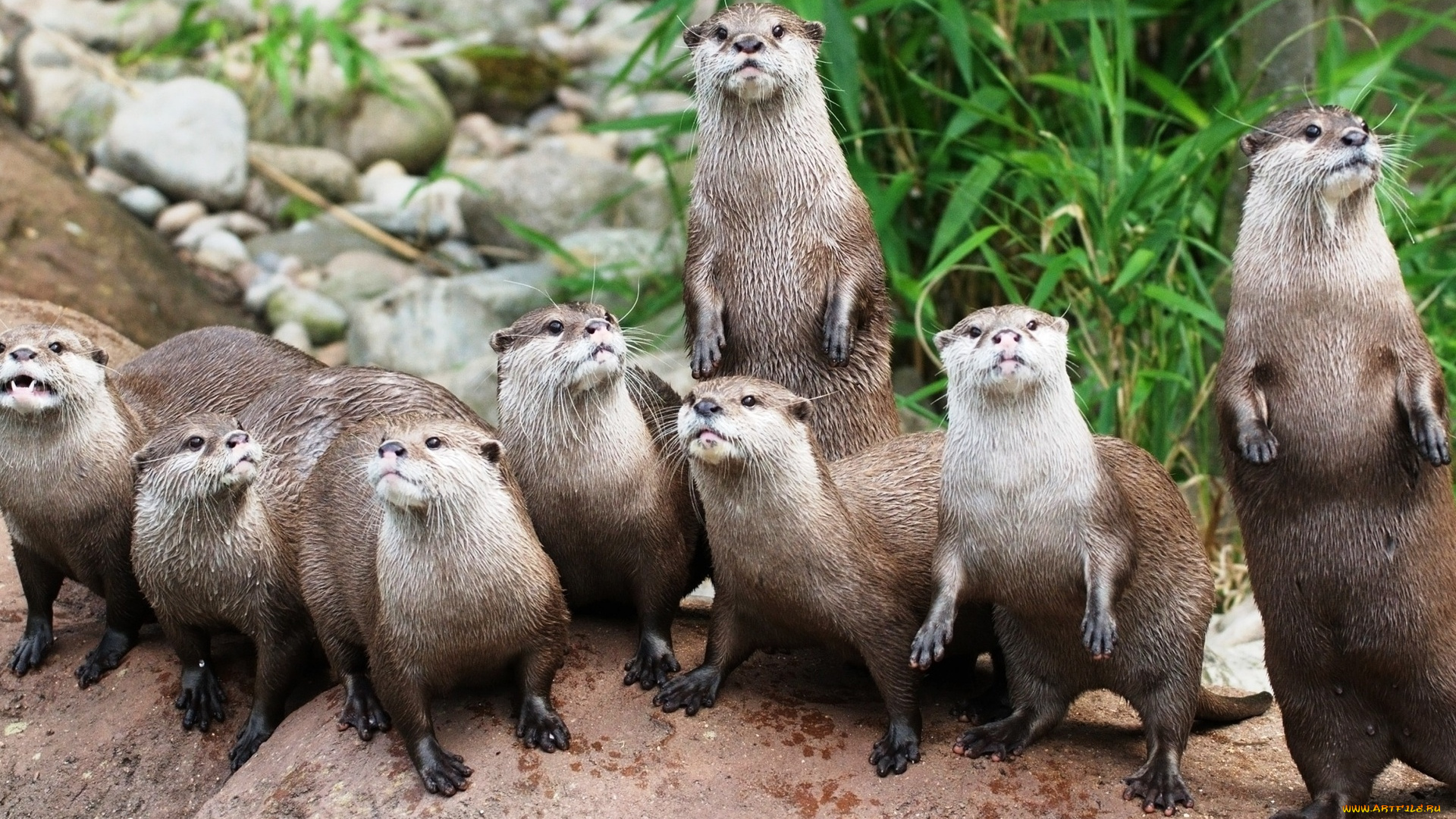 животные, выдры, , каланы, , ондатры, мокрые, взгляд