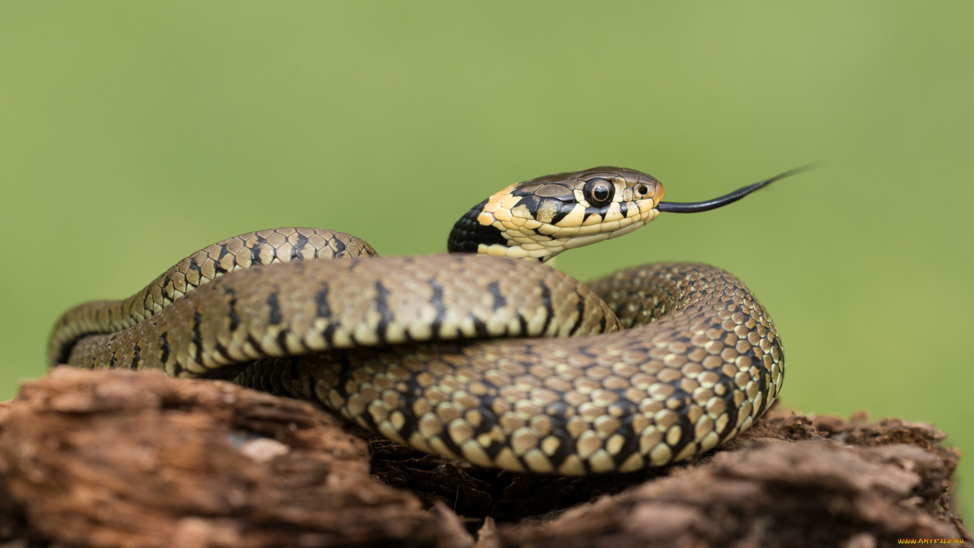 животные, змеи, , питоны, , кобры, змея