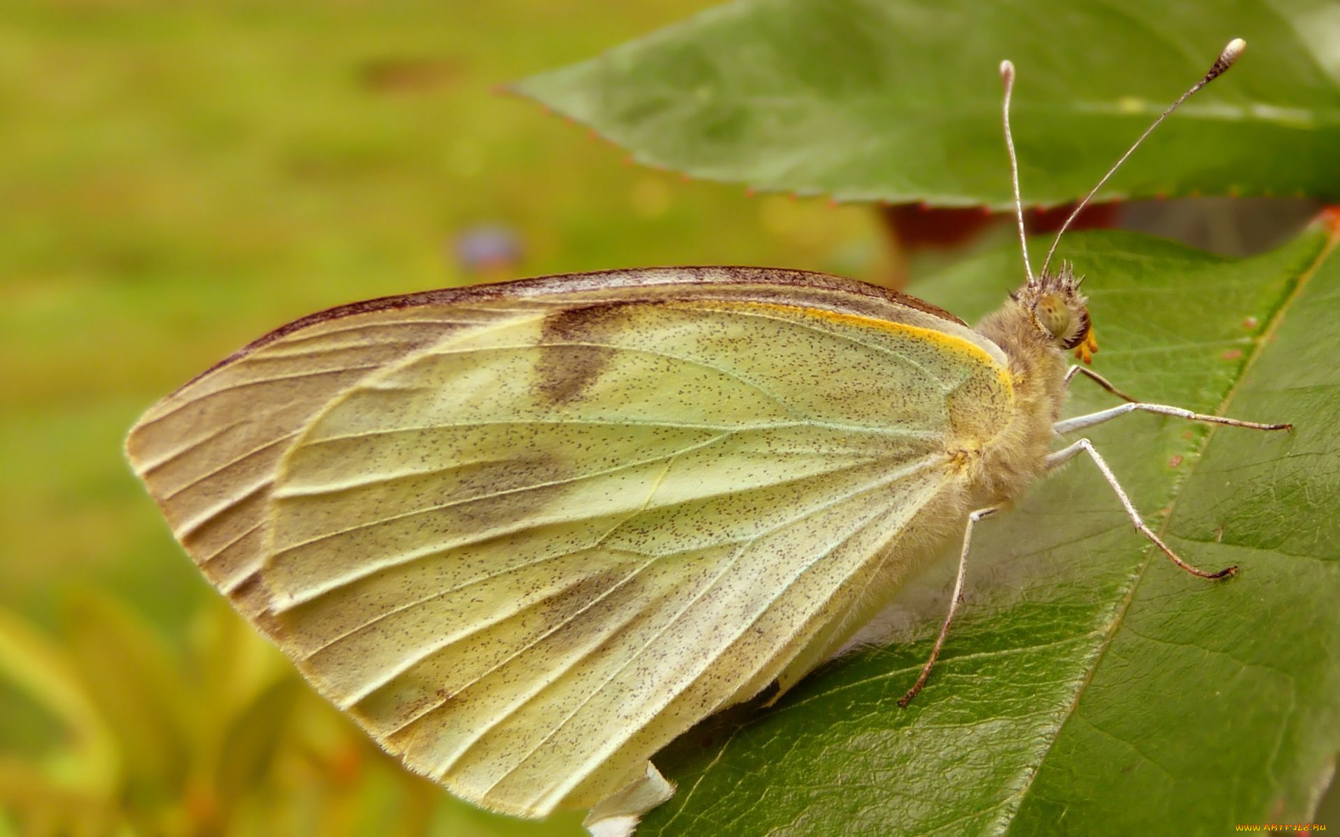 животные, бабочки, , мотыльки, , моли, бабочка