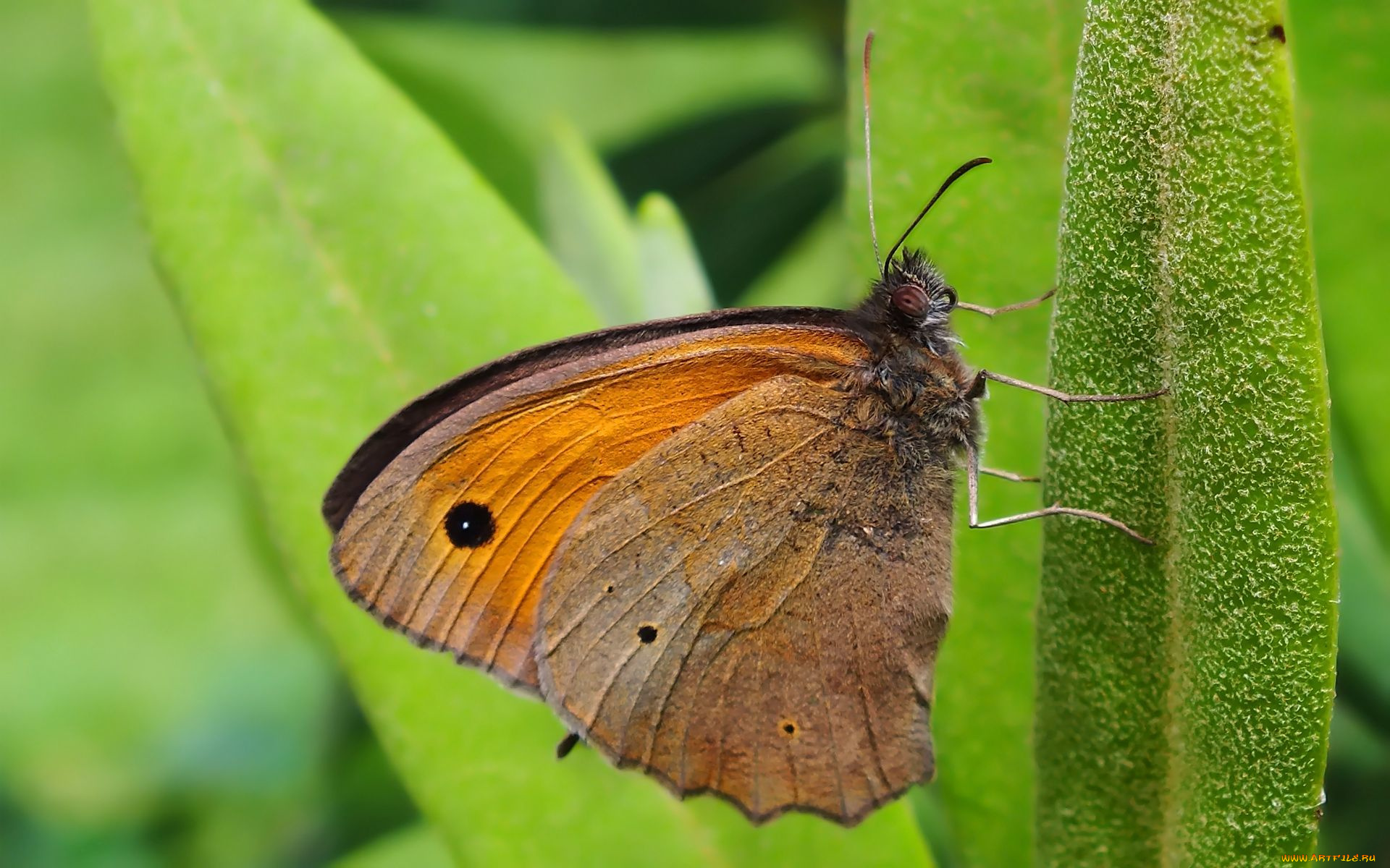 животные, бабочки, , мотыльки, , моли, бабочка, листик