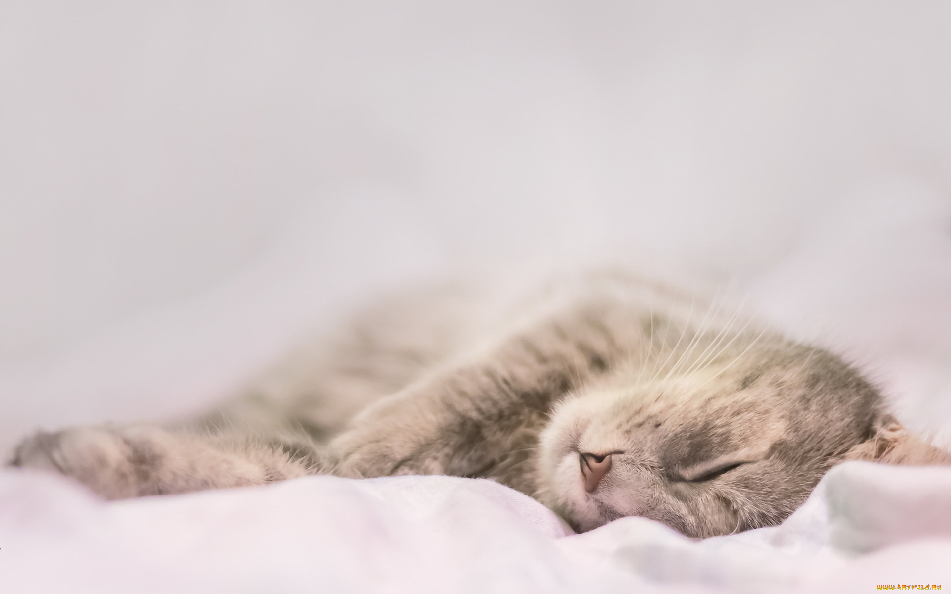 животные, коты, кошка, дом, уют