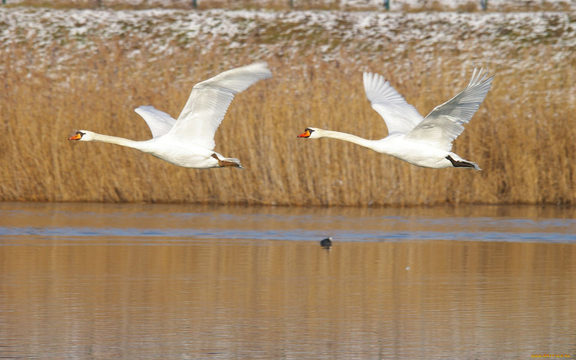 животные, лебеди, полет