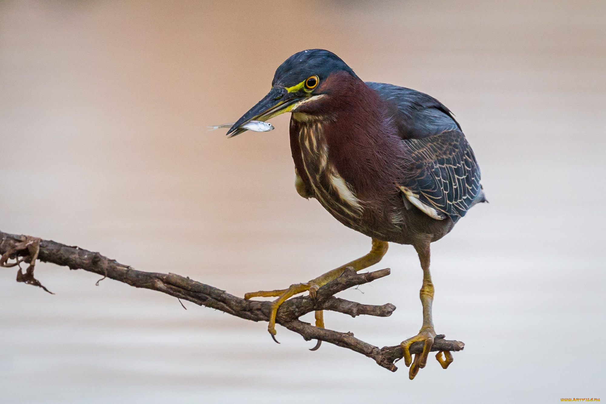животные, цапли, , выпи, цапля