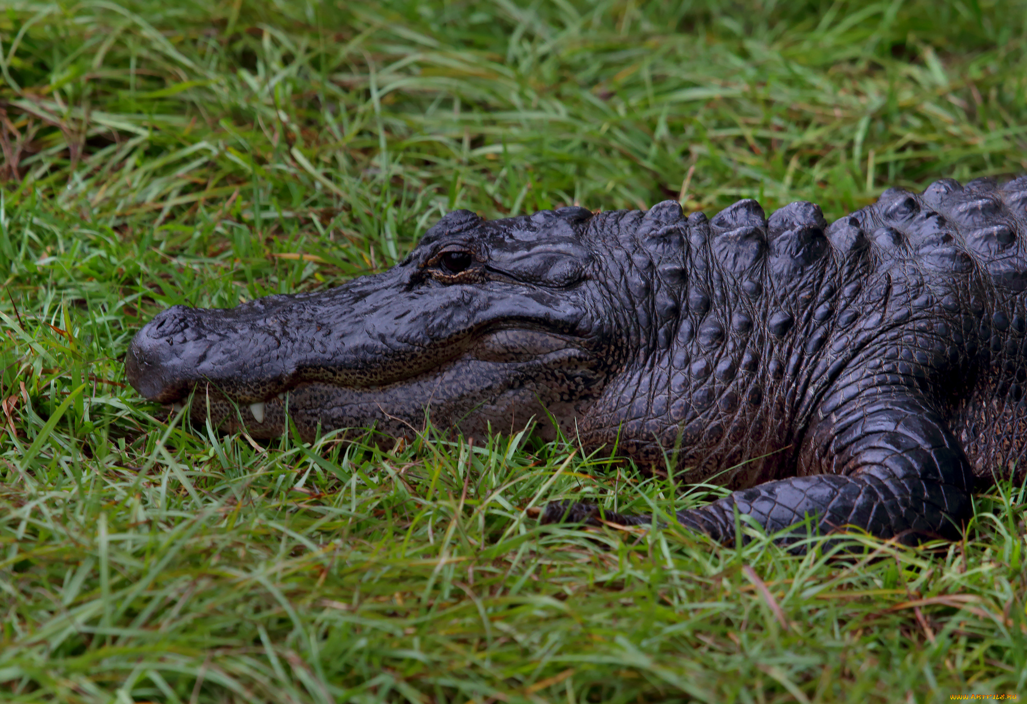 животные, крокодилы, крокодил