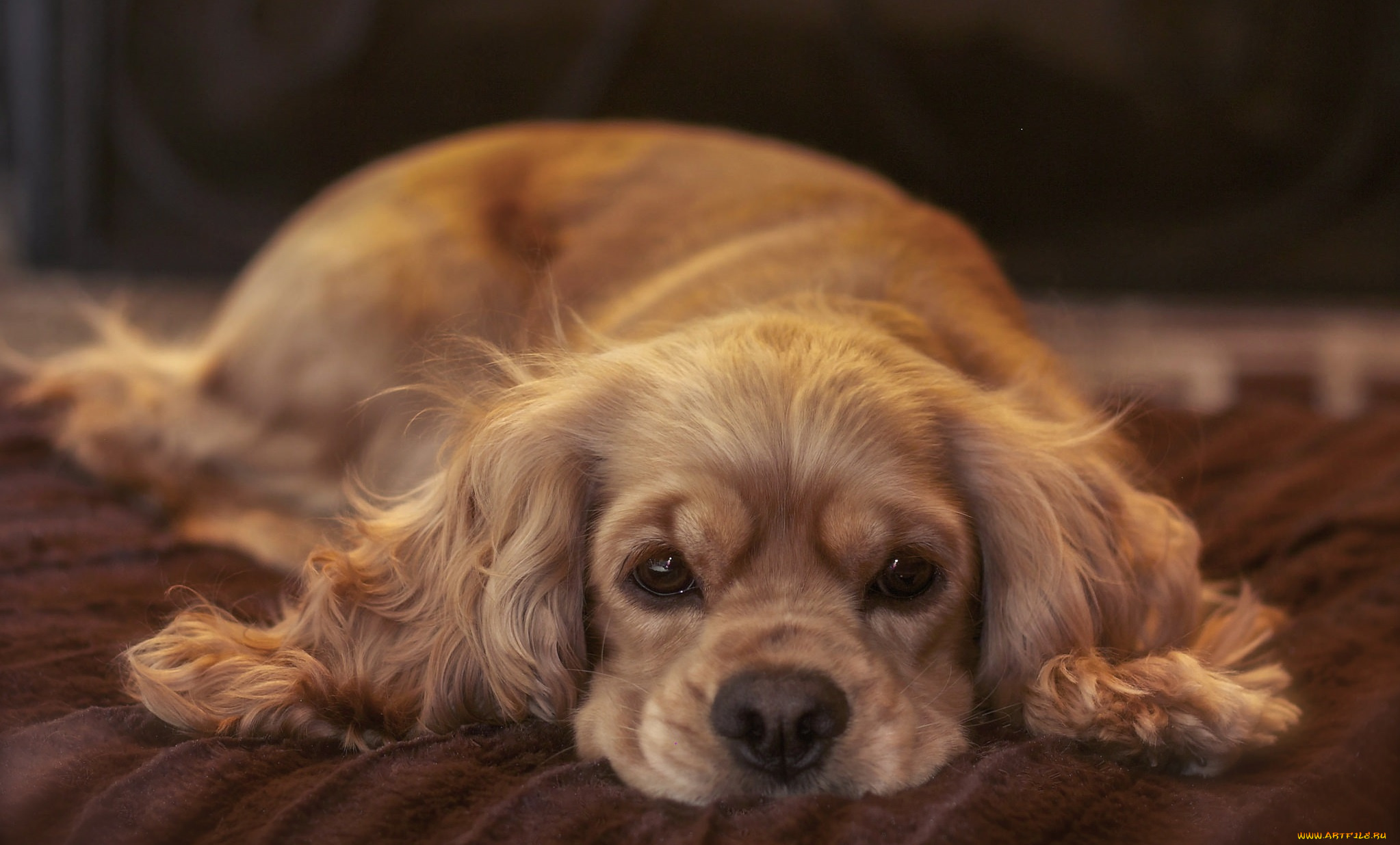 животные, собаки, собачка