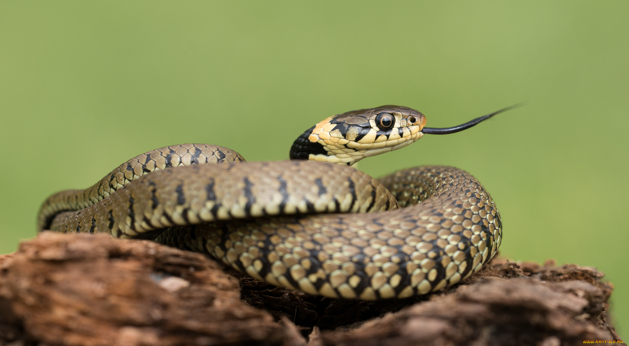 животные, змеи, , питоны, , кобры, змея