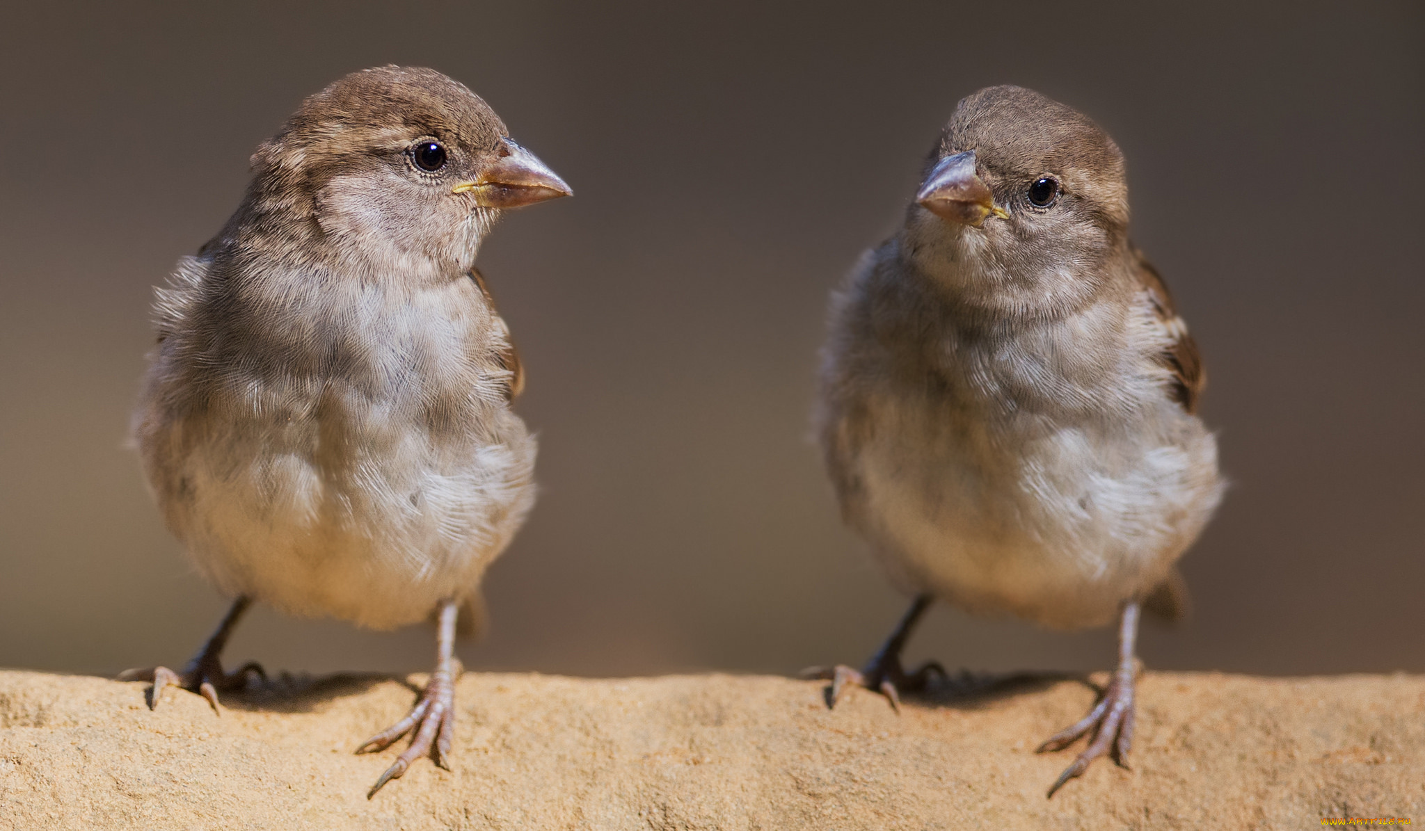 животные, воробьи, птички