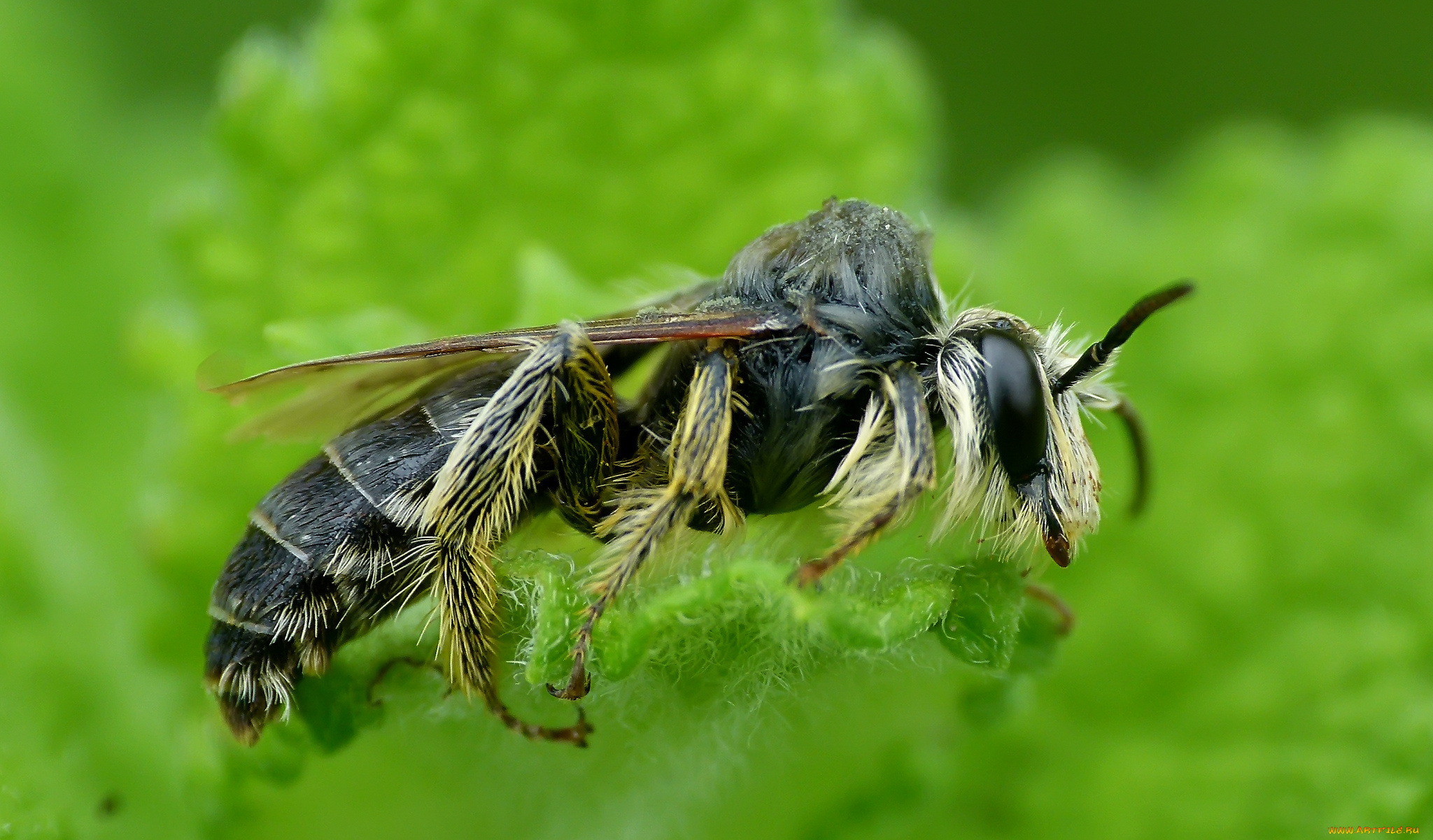 животные, пчелы, , осы, , шмели, оса