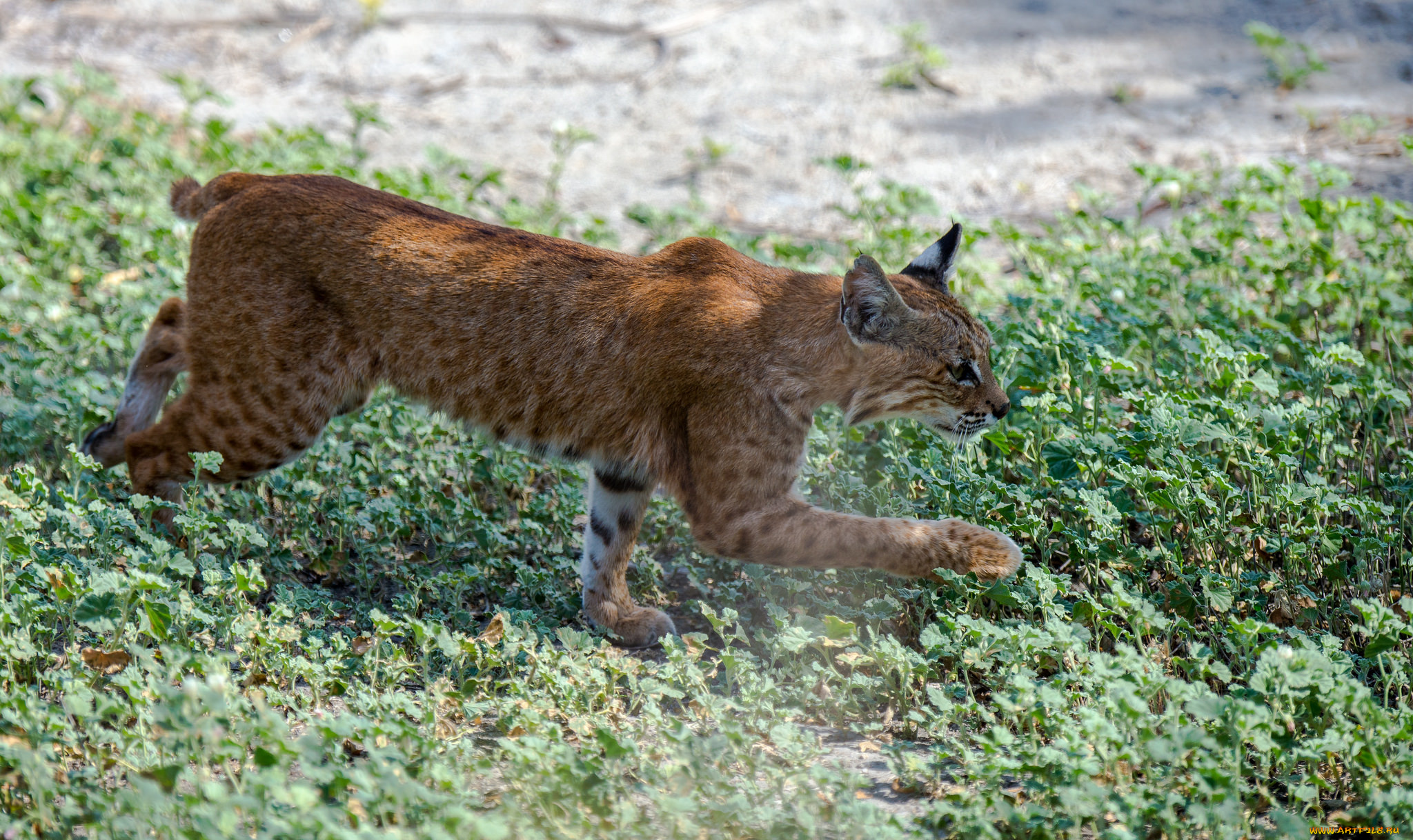 животные, рыси, рысь