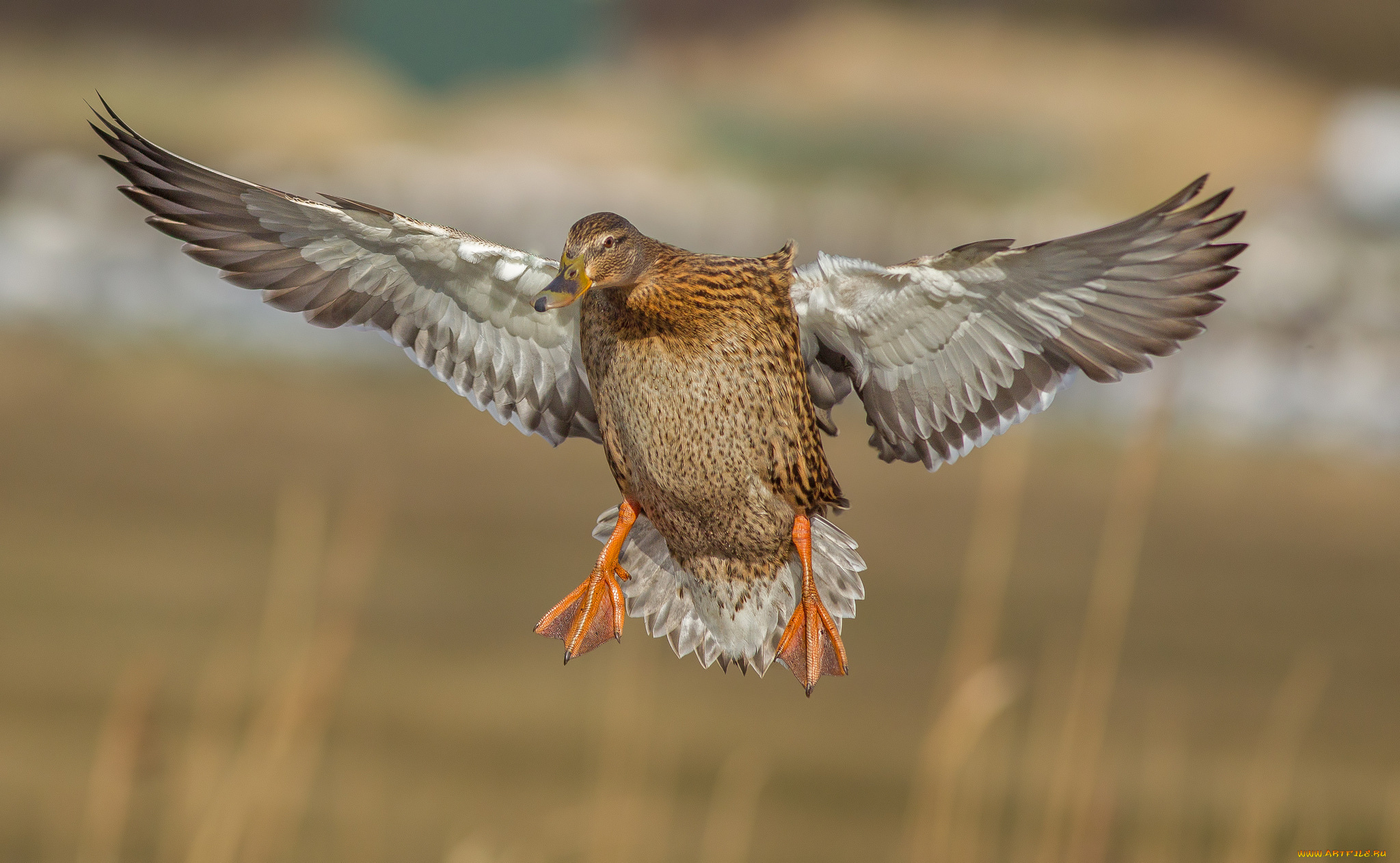 животные, утки, утка