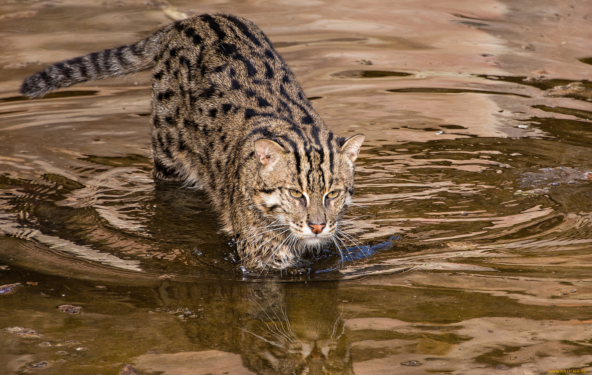 животные, дикие, кошки, дикий, кот