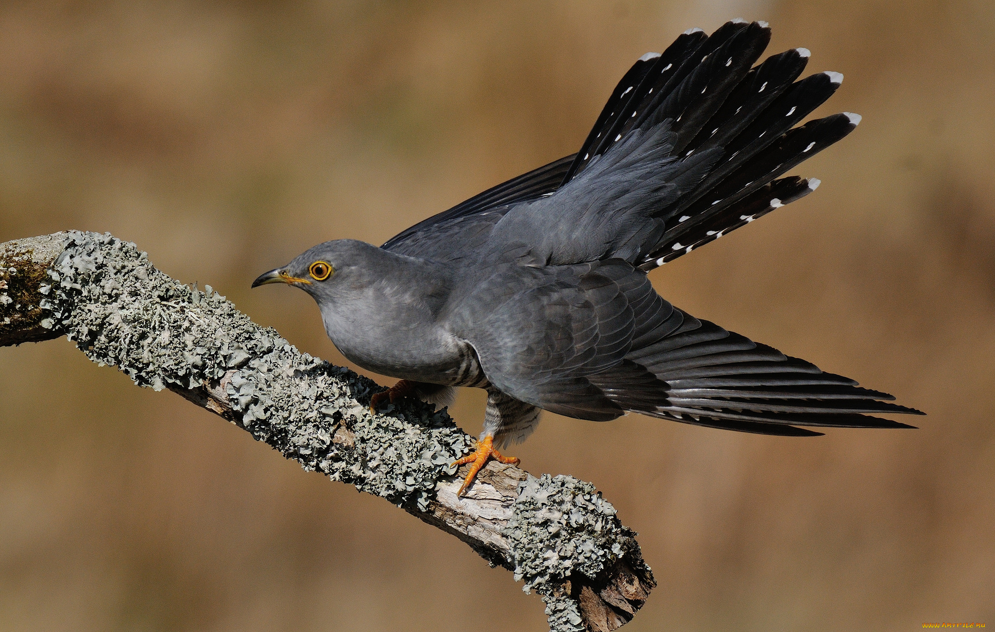 животные, птицы, кукушка