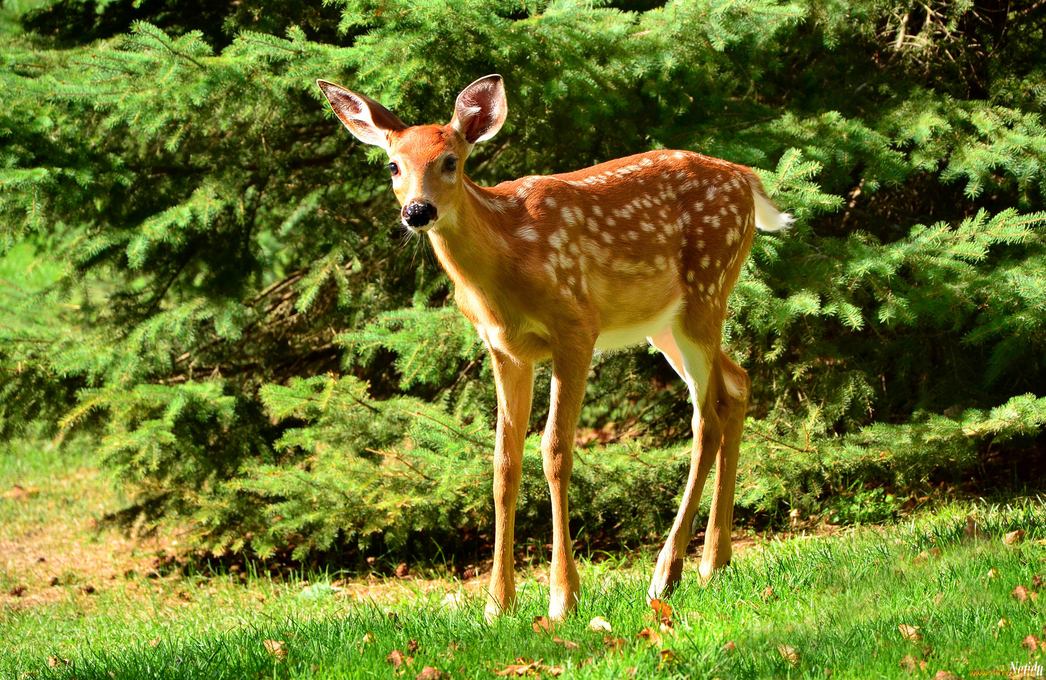 животные, олени, олененок
