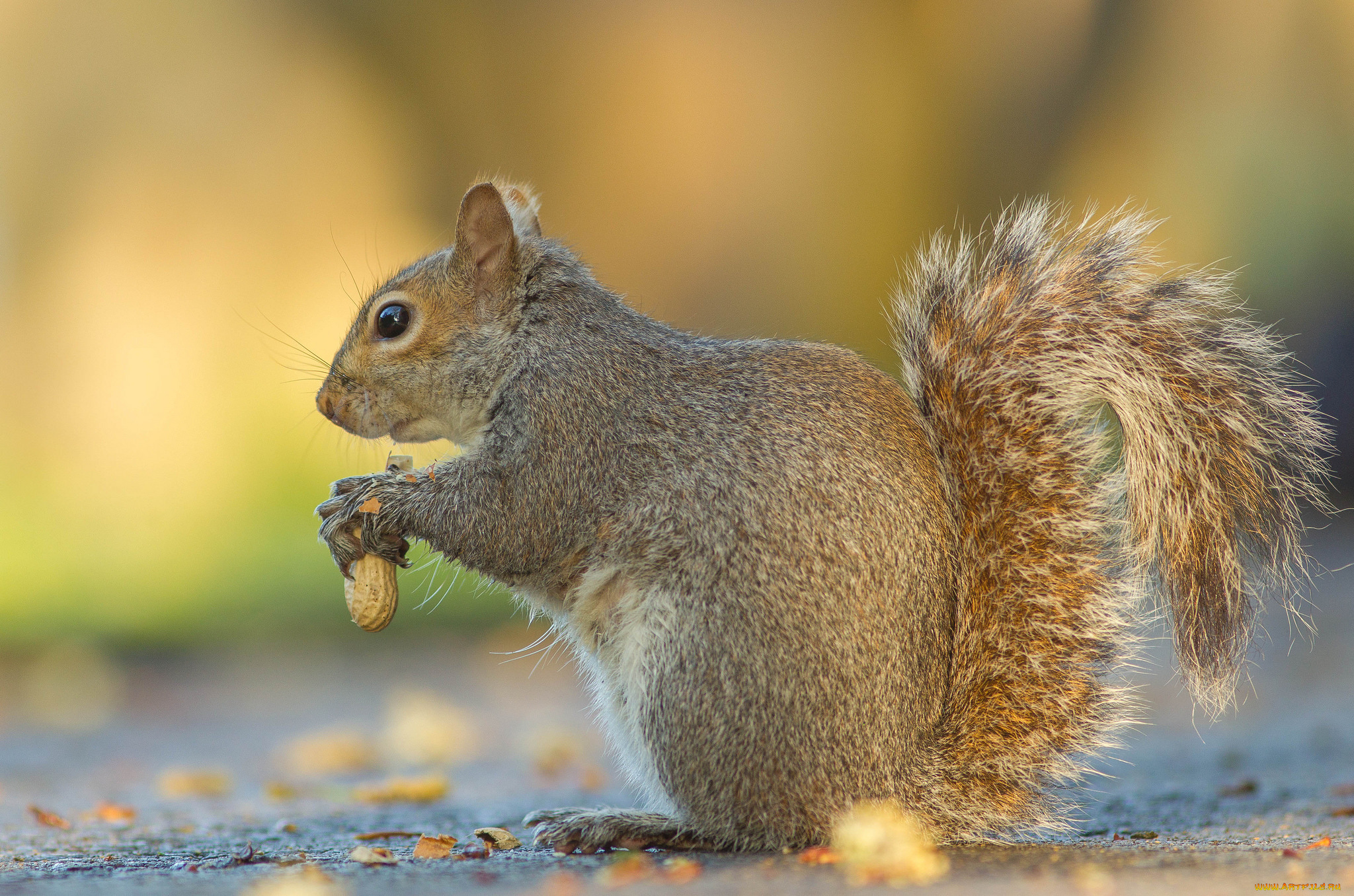 животные, белки, белка