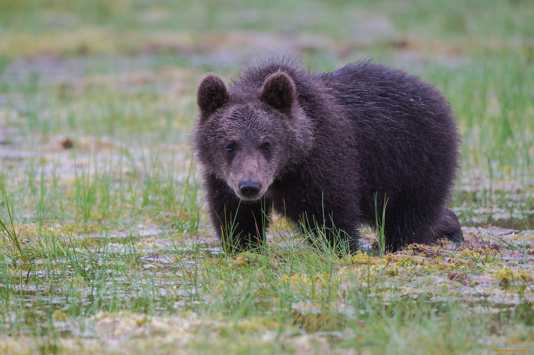 животные, медведи, мишка