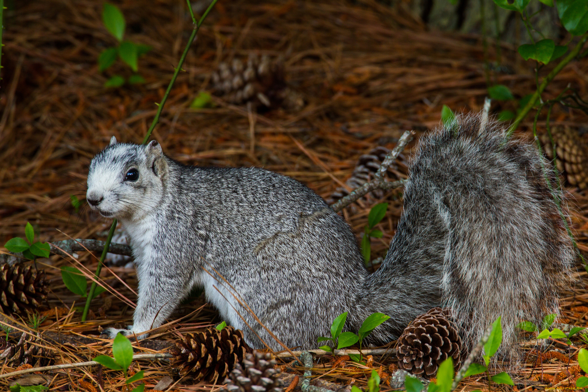 животные, белки, белка