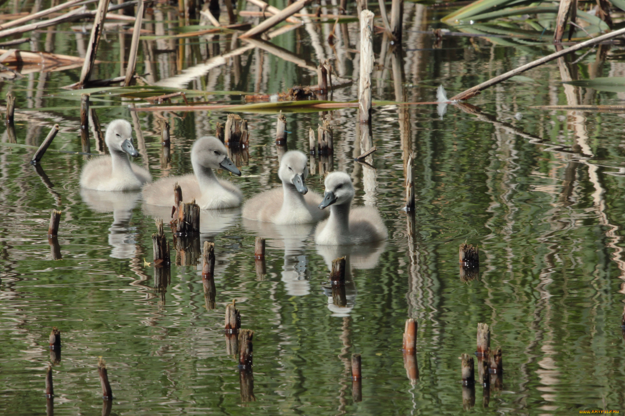 животные, гуси, озеро, гусята