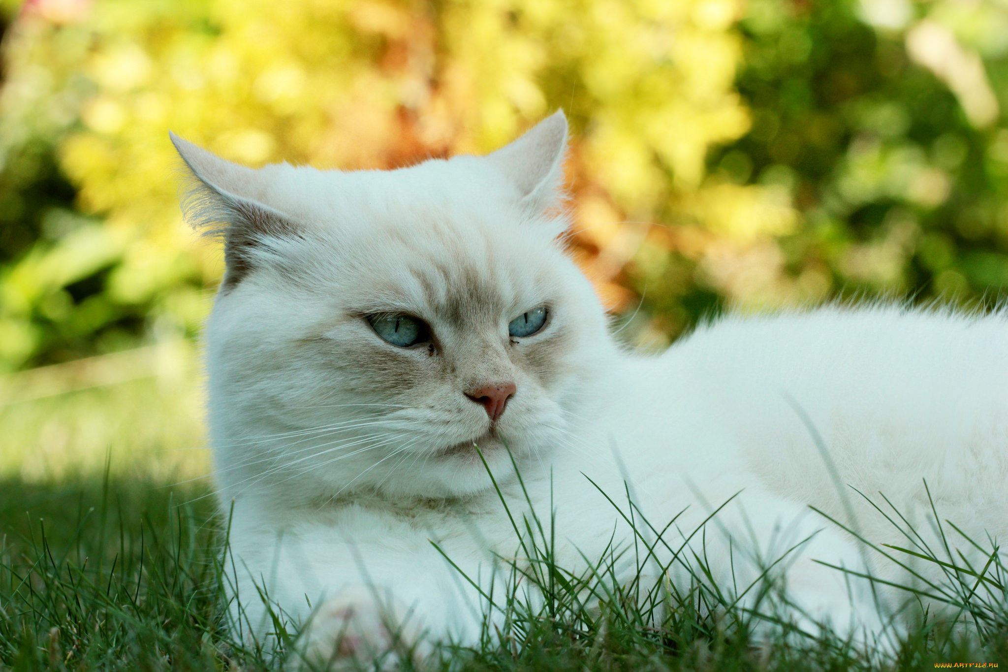 животные, коты, киса, кот, кошка, луг