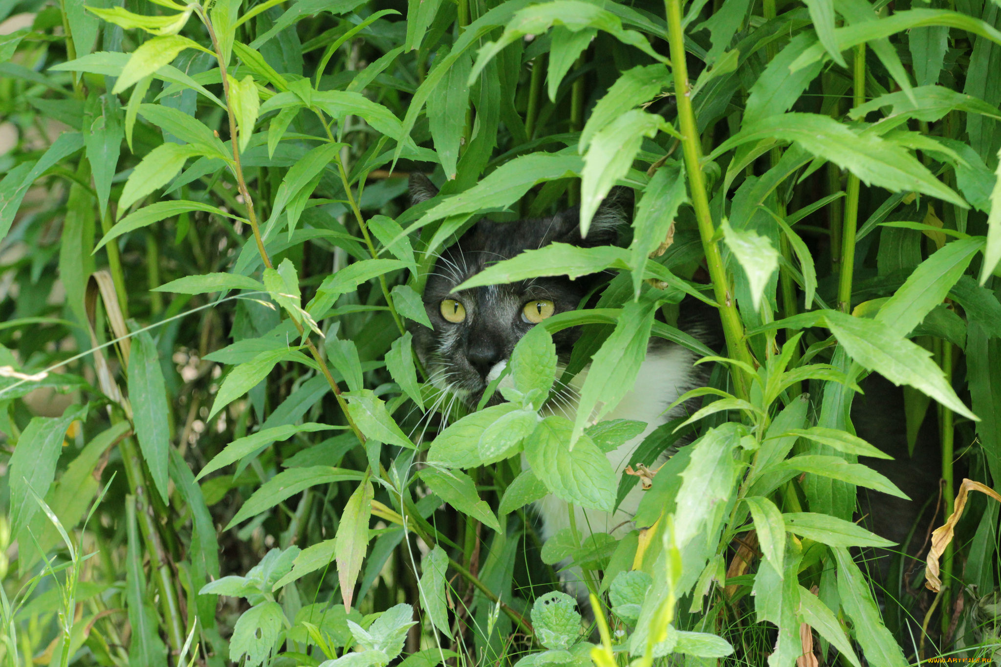 животные, коты, киса, коте, взгляд, усы, ушки, трава