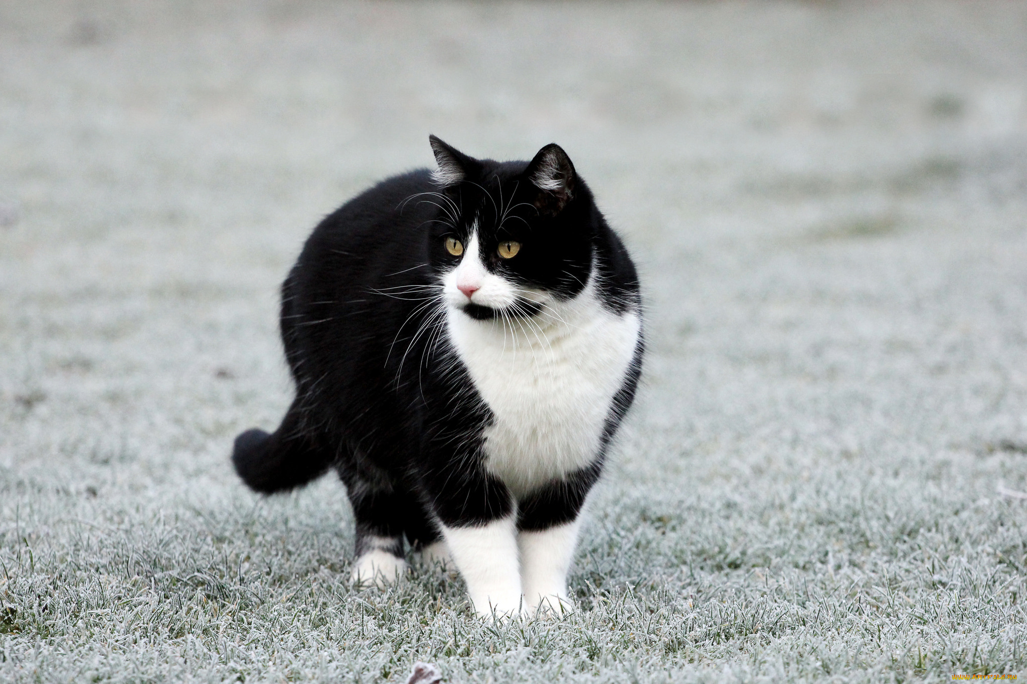 животные, коты, киса, коте, взгляд, усы, ушки, трава