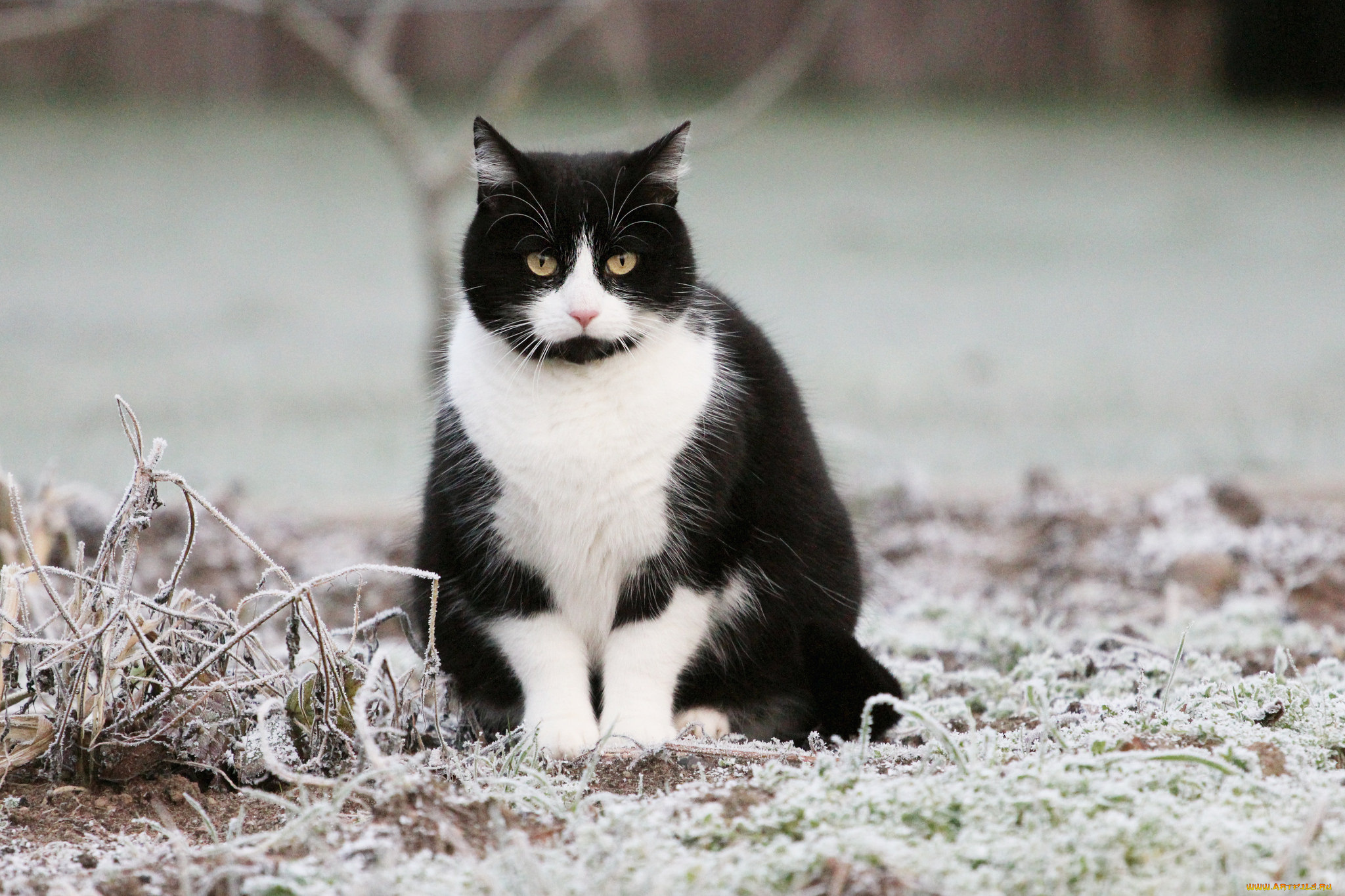 животные, коты, киса, коте, взгляд, усы, ушки