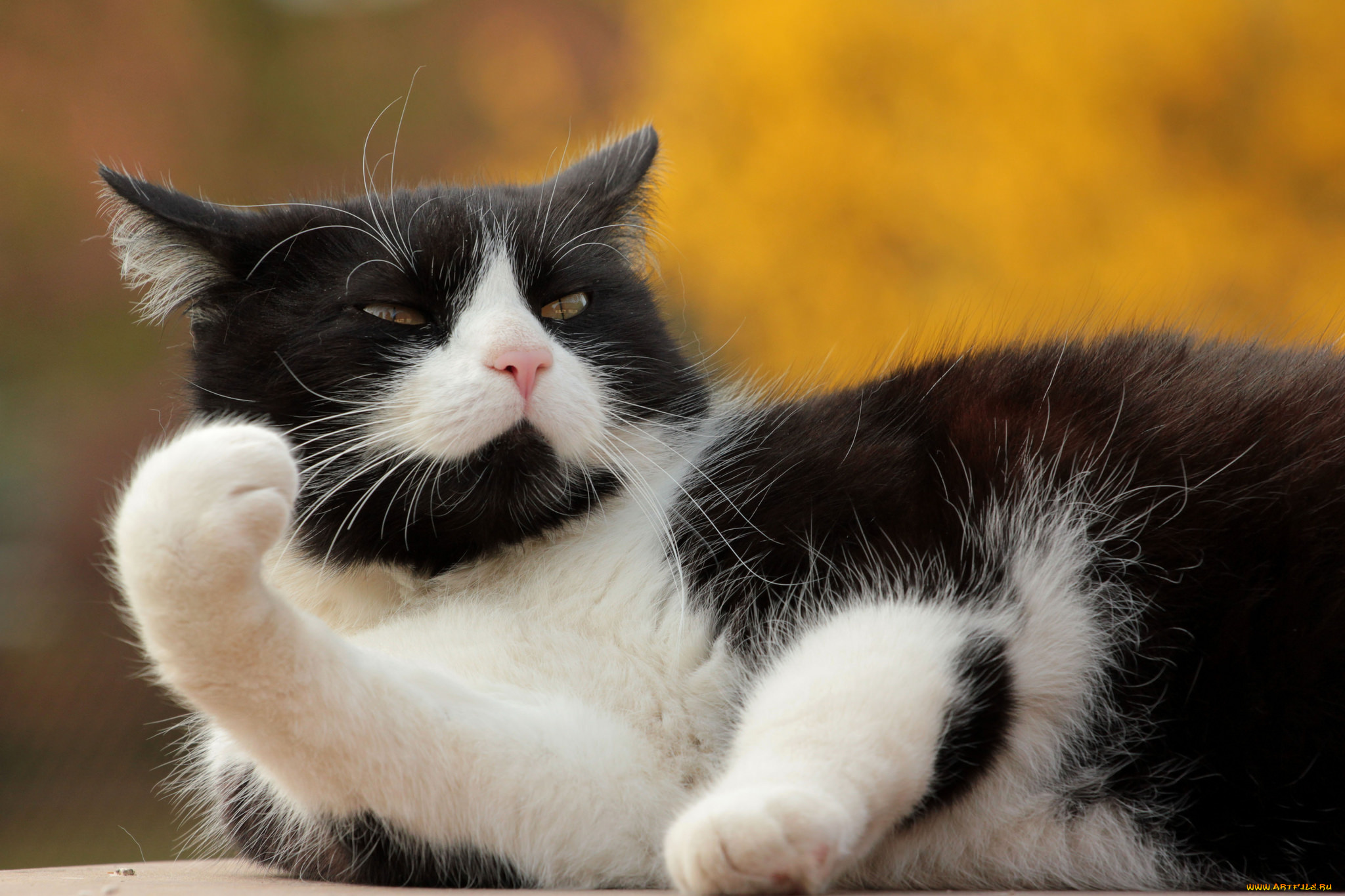 животные, коты, киса, коте, взгляд, усы, ушки