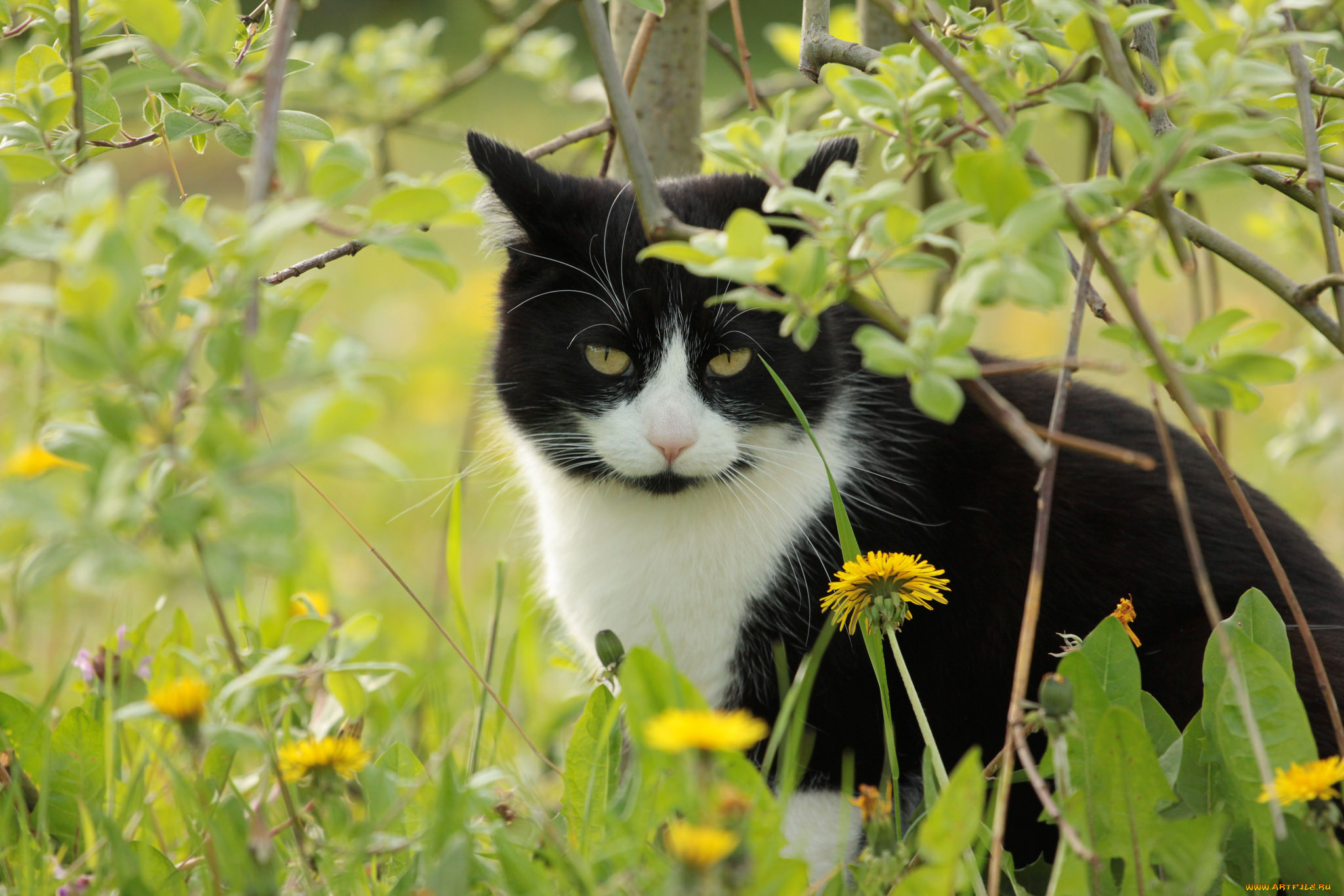 животные, коты, киса, коте, взгляд, усы, ушки, луг, одуванчики