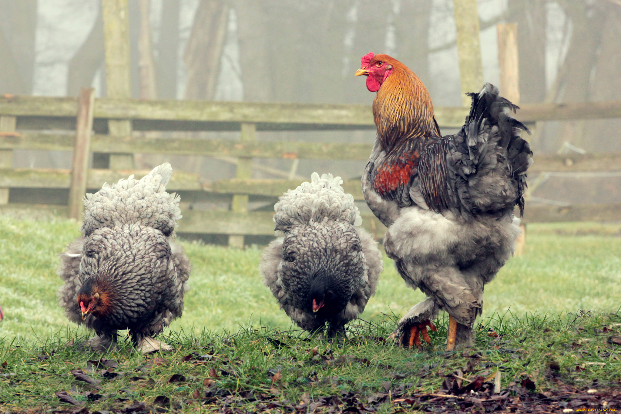 животные, куры, , петухи, петух, луг