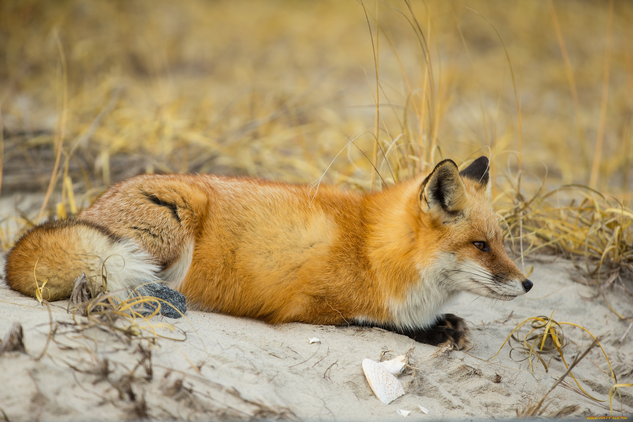 животные, лисы, лисичка