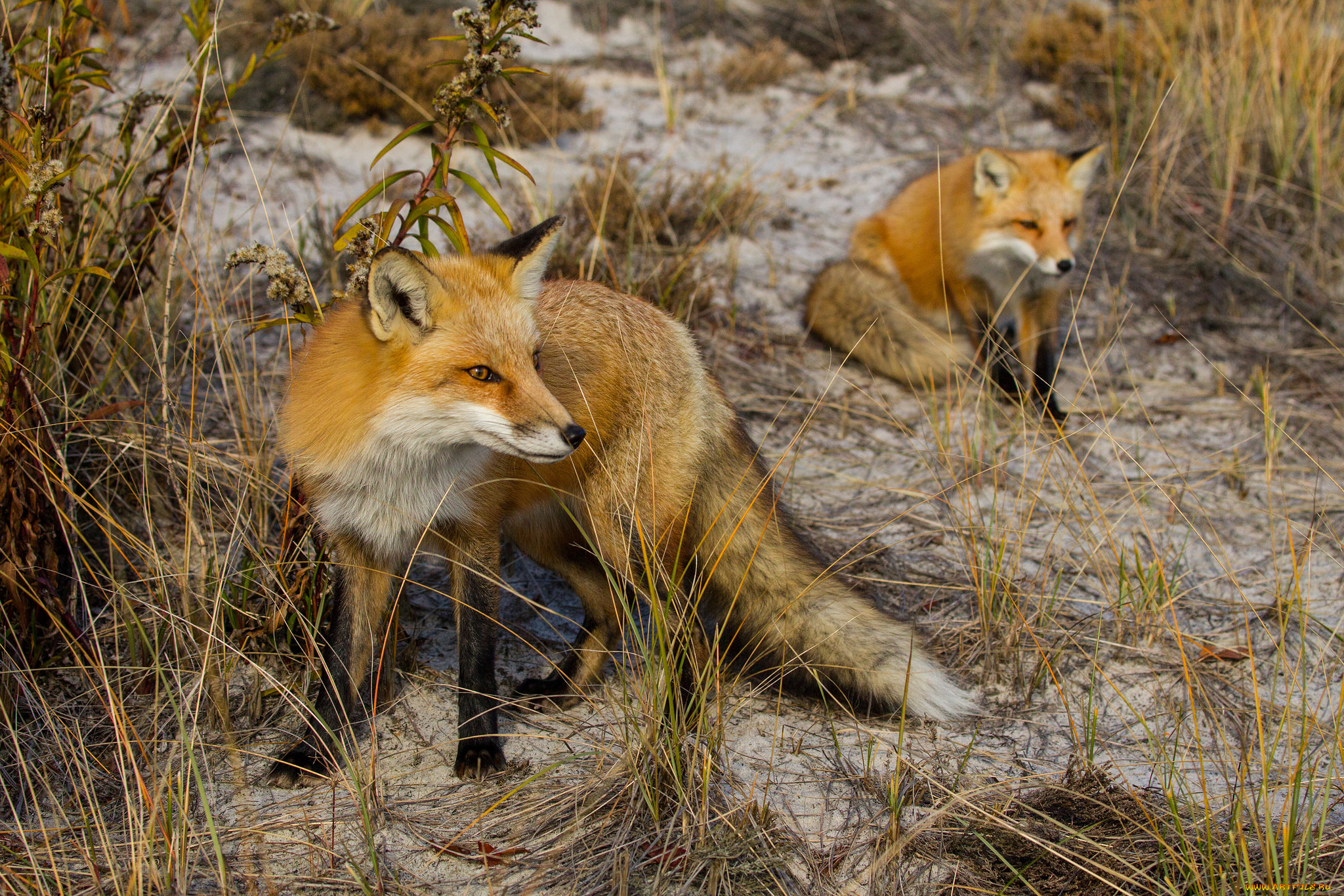 животные, лисы, лисичка