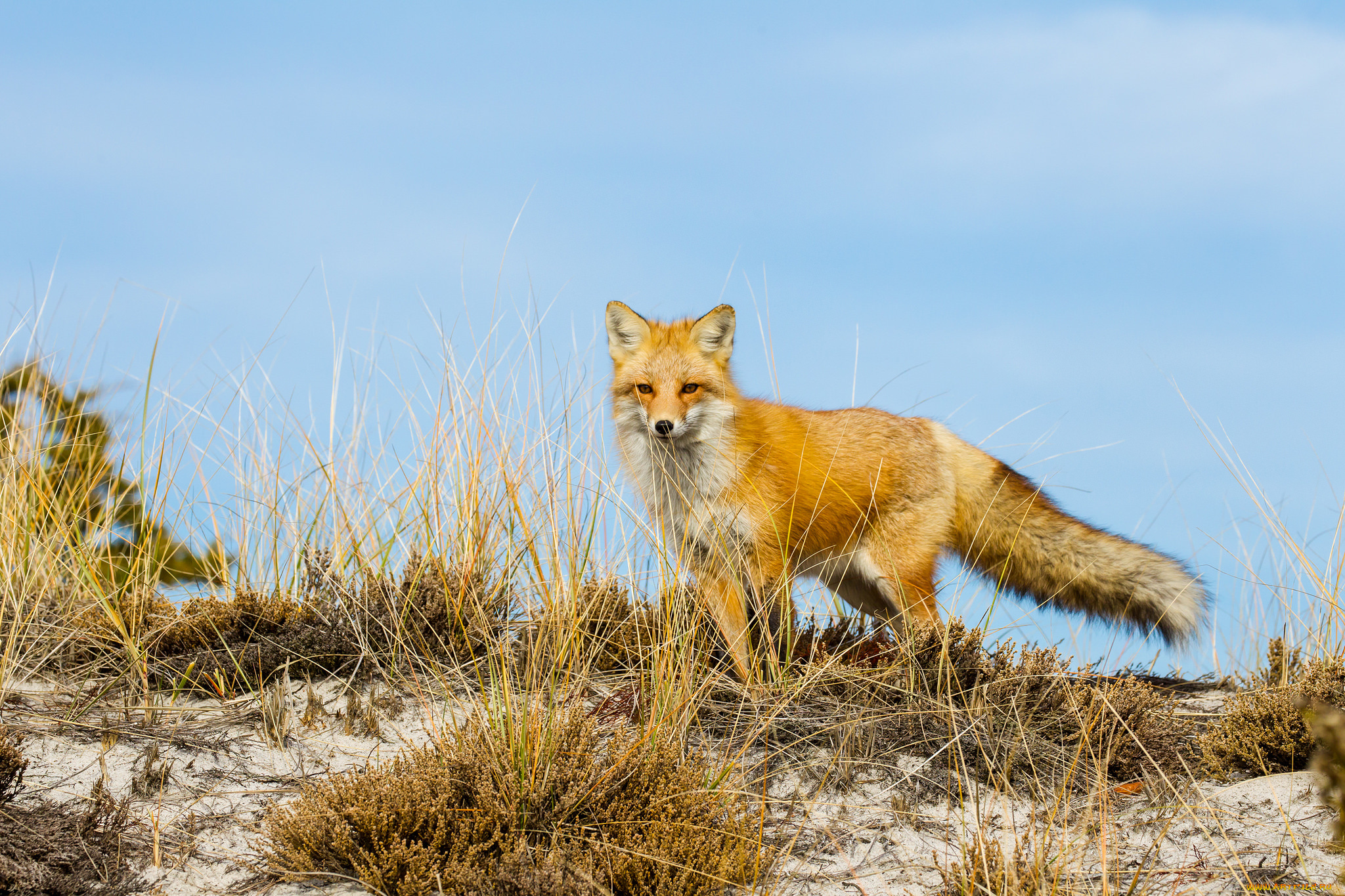 животные, лисы, лисичка