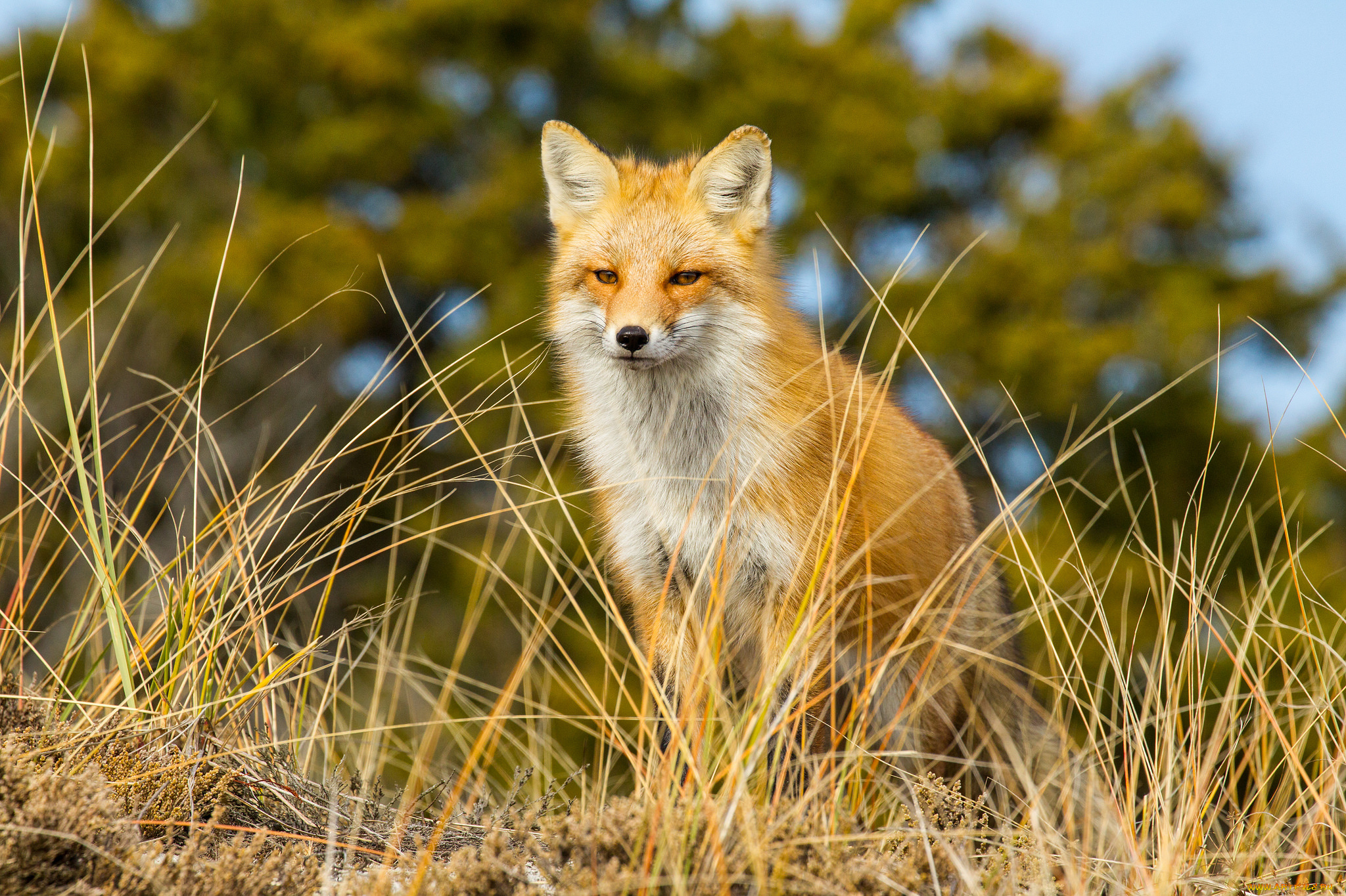 животные, лисы, лисичка