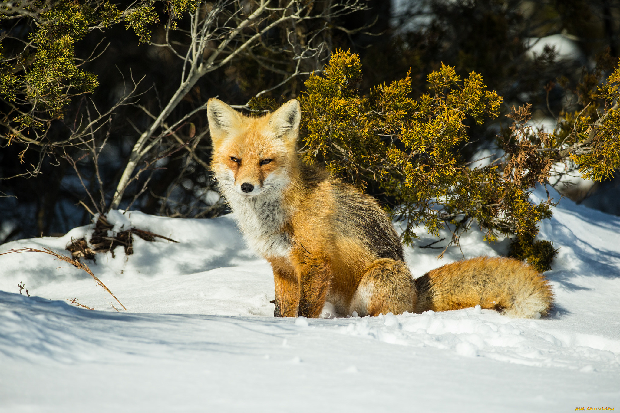 животные, лисы, лисичка