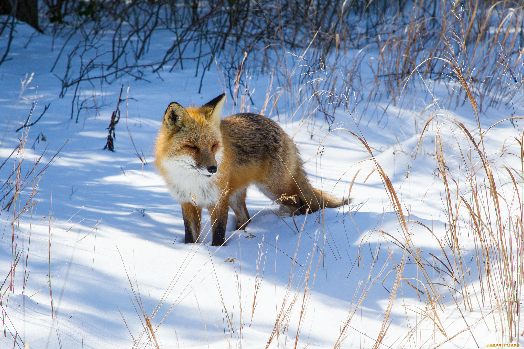 животные, лисы, лисичка