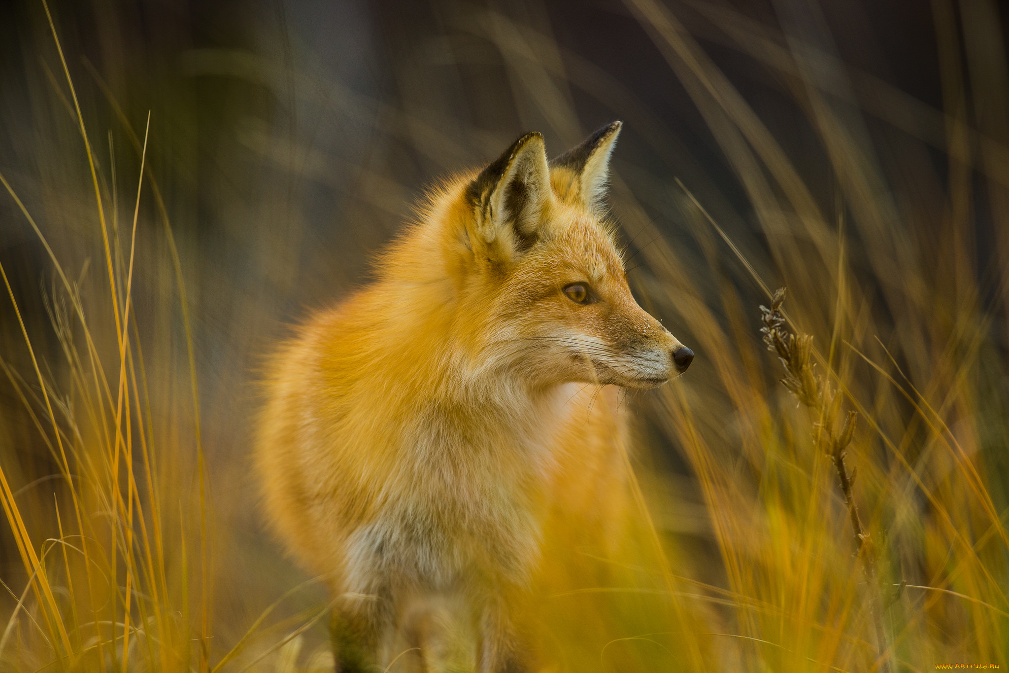 животные, лисы, лисичка