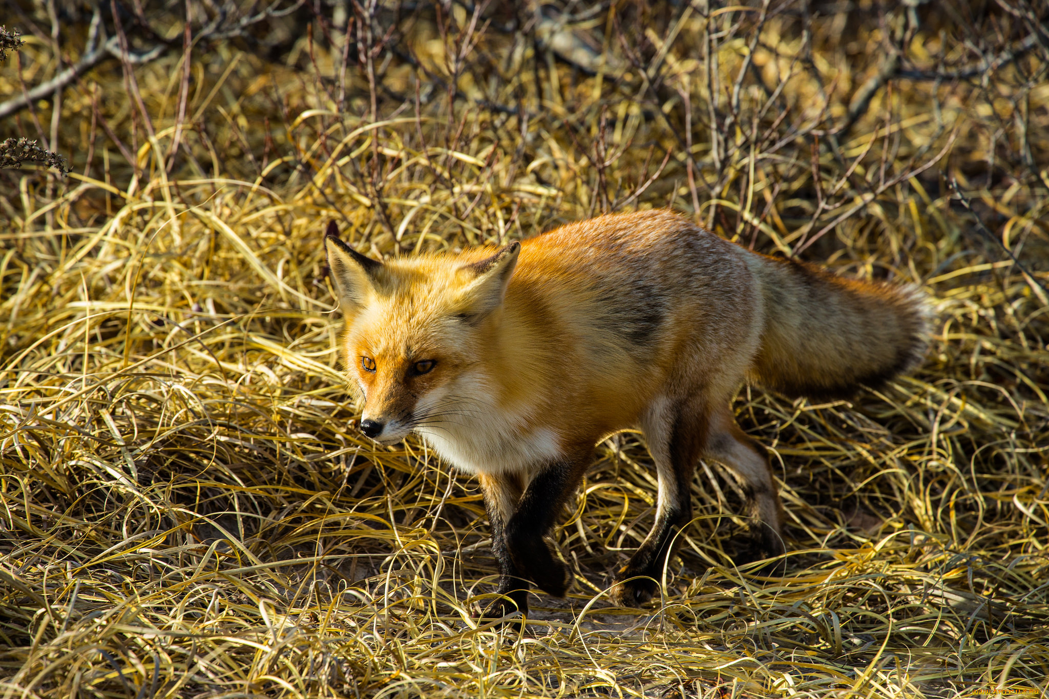 животные, лисы, лисичка