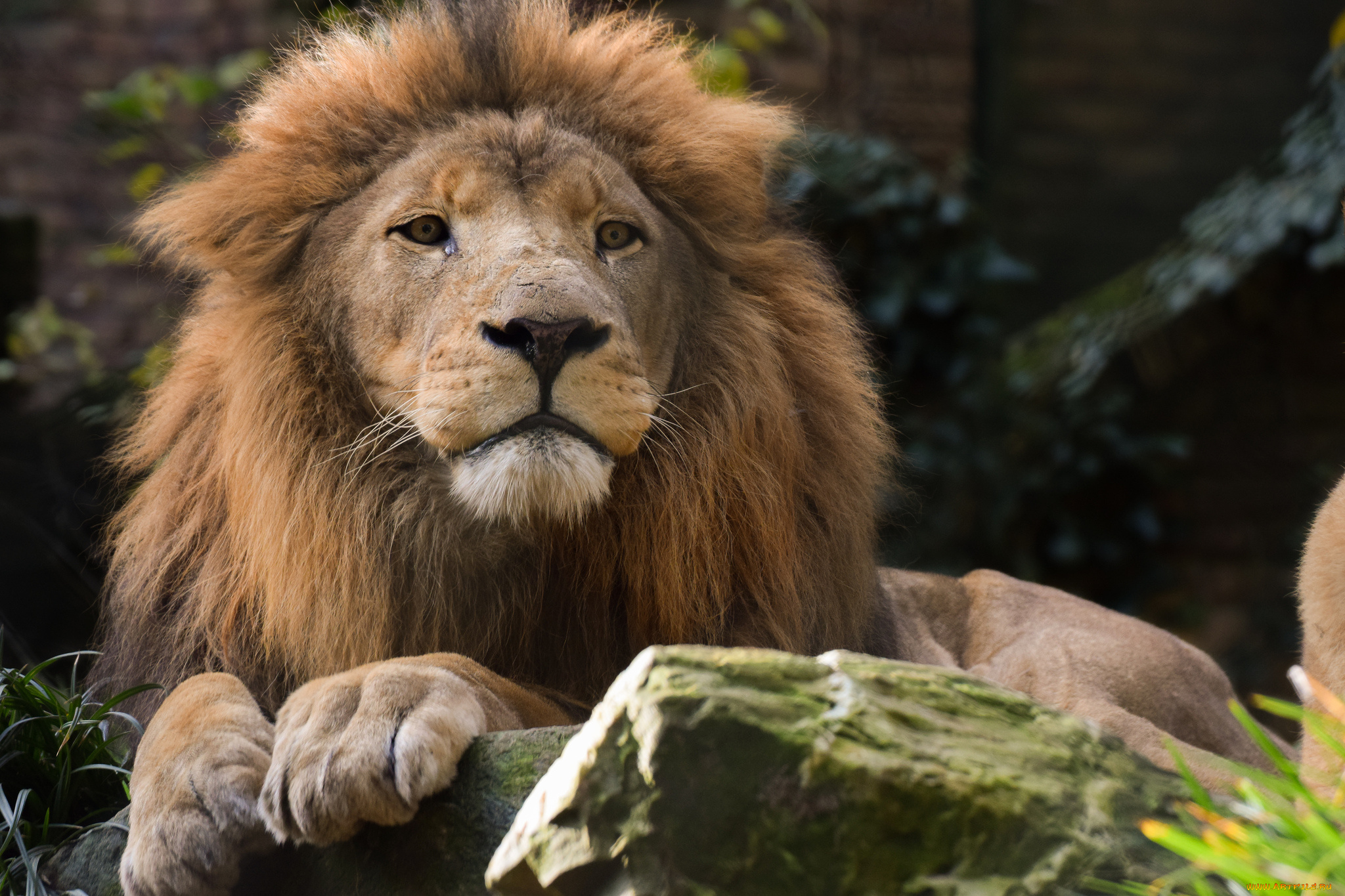 животные, львы, грива, лев