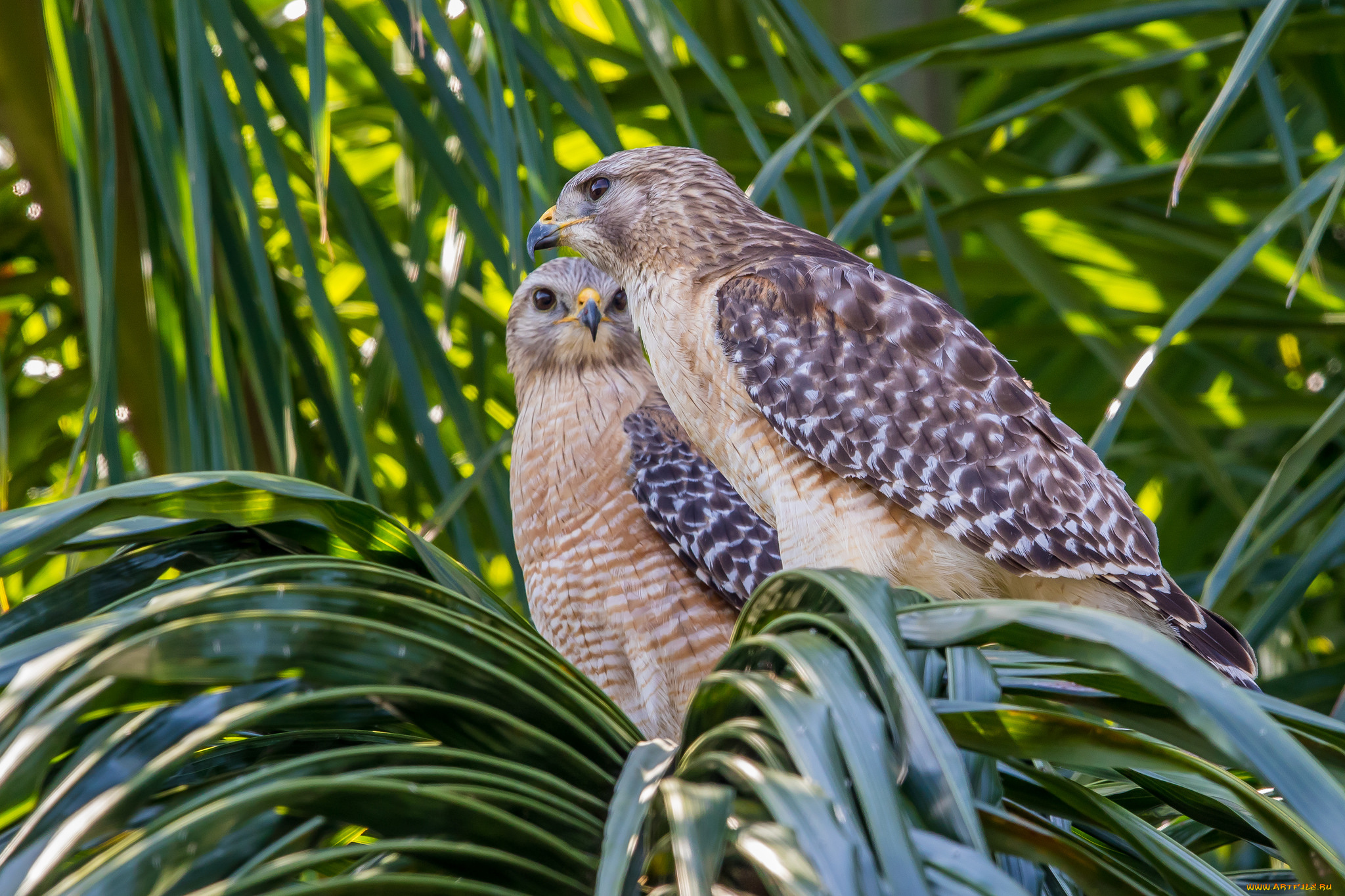 животные, птицы, -, хищники, охотники