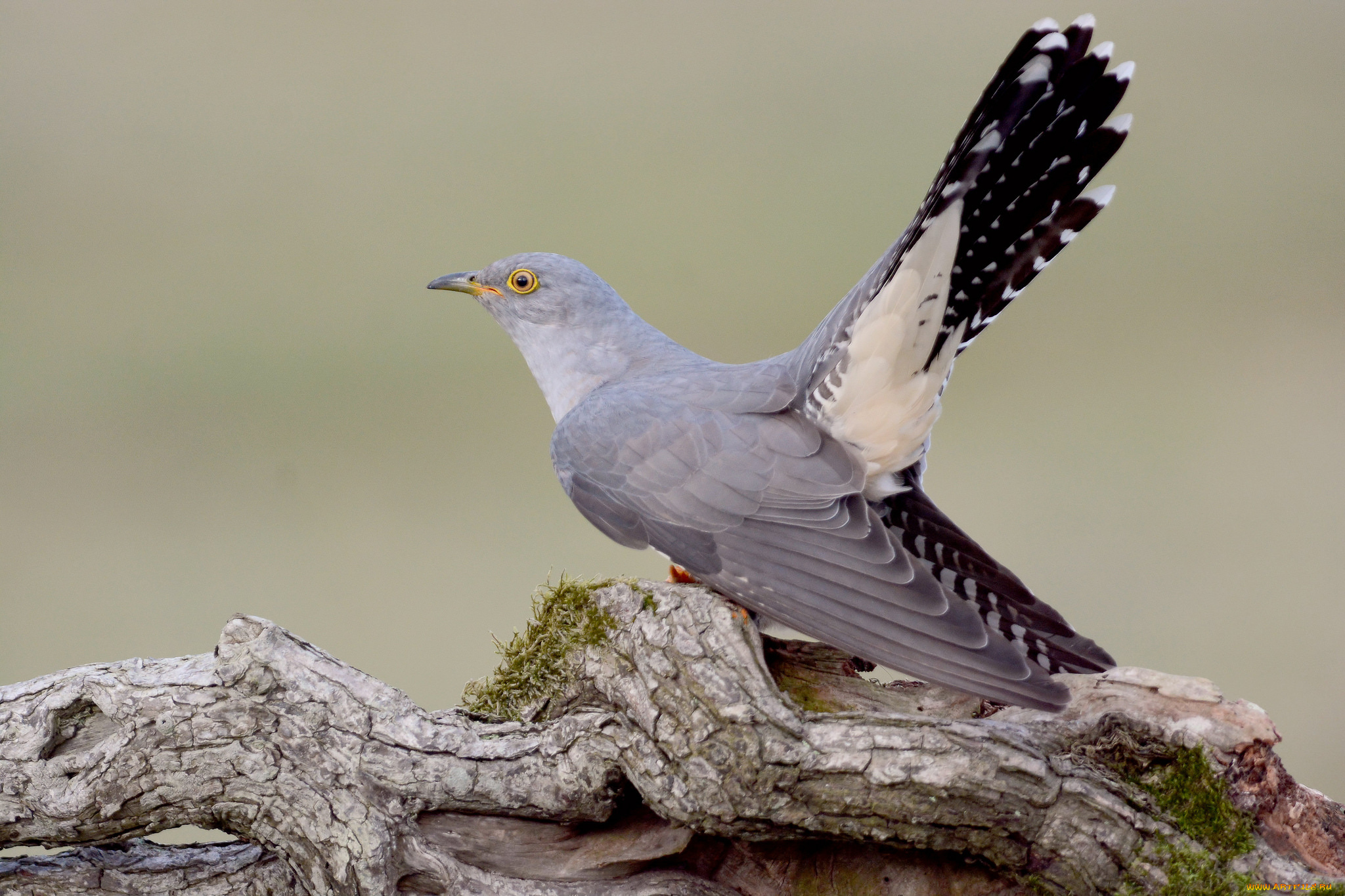 животные, птицы, кукушка