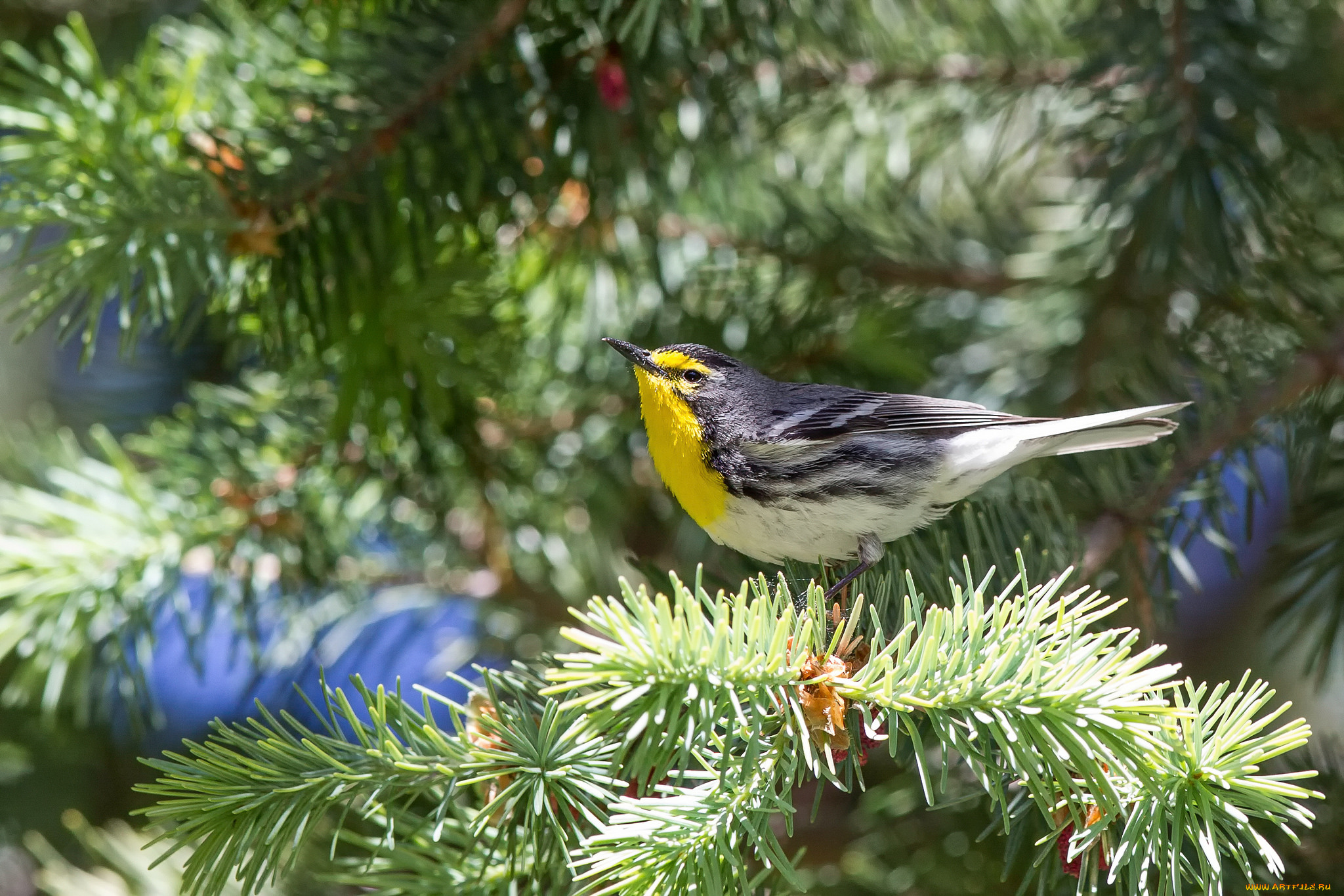 животные, птицы, ветки, хвоя, ель, птица