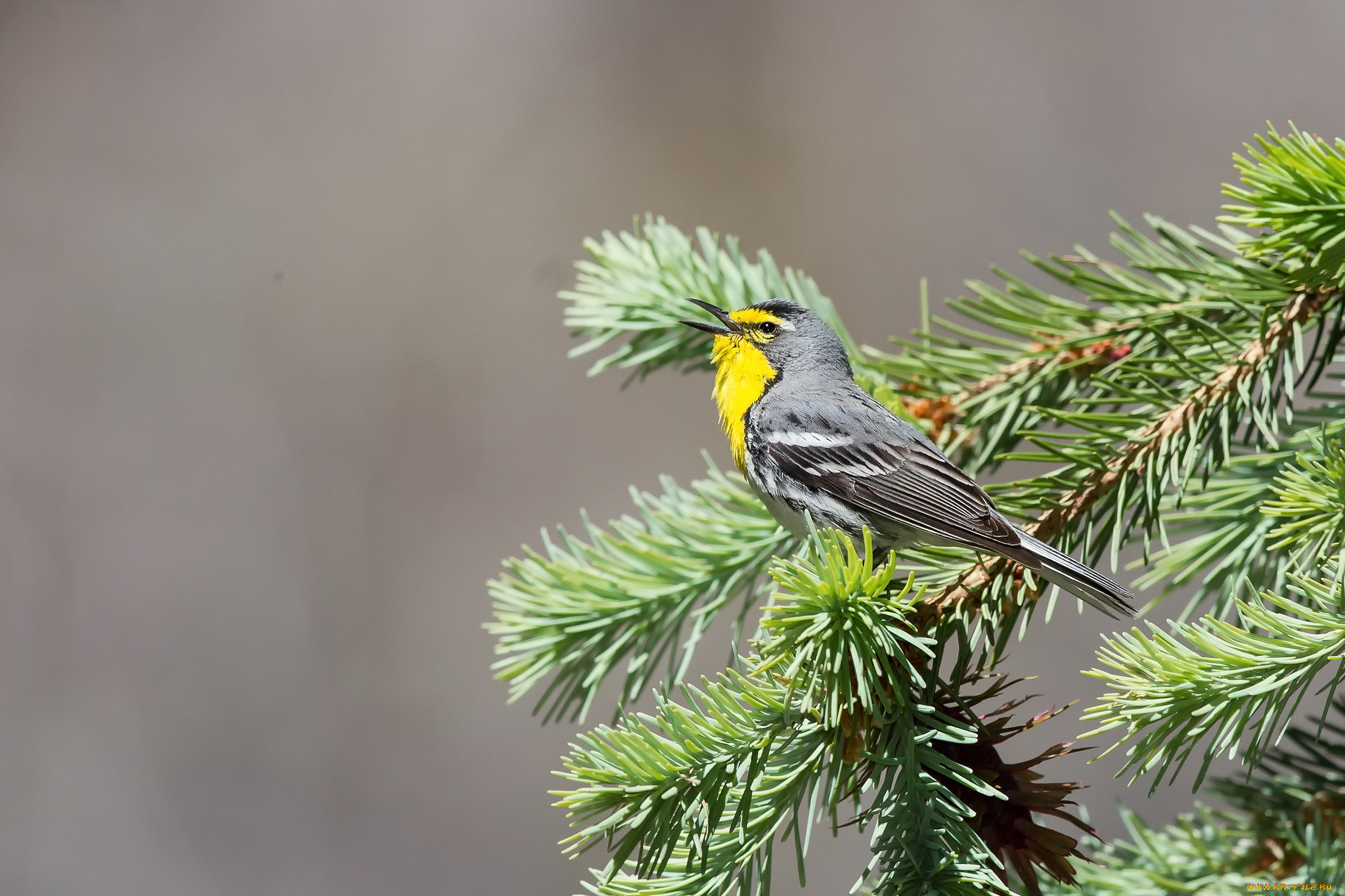 животные, птицы, ветки, хвоя, ель, птица