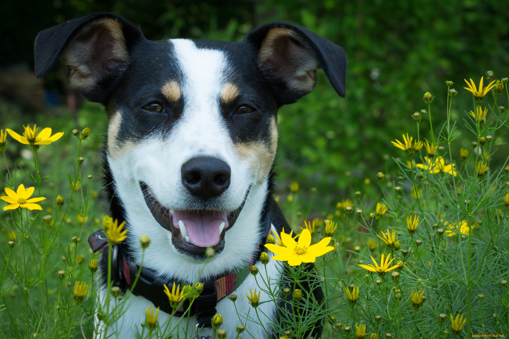 животные, собаки, пес