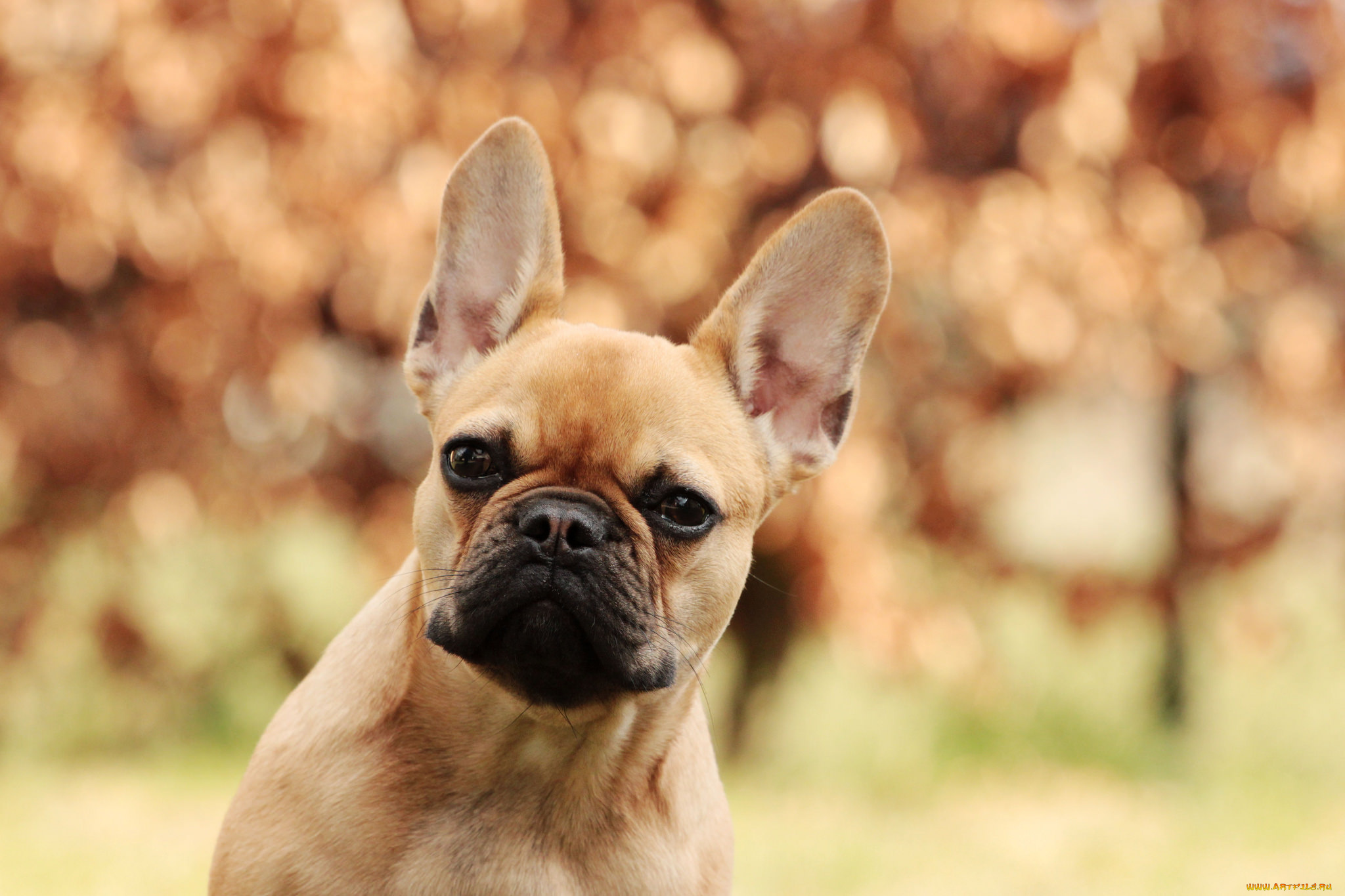 животные, собаки, пёс, собака, друг, портрет